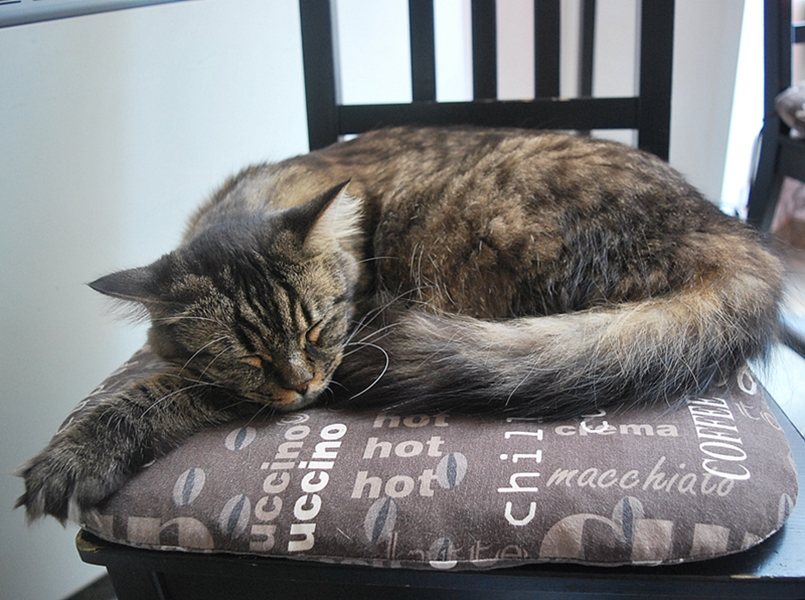 Kavárna Kočičí foto 4