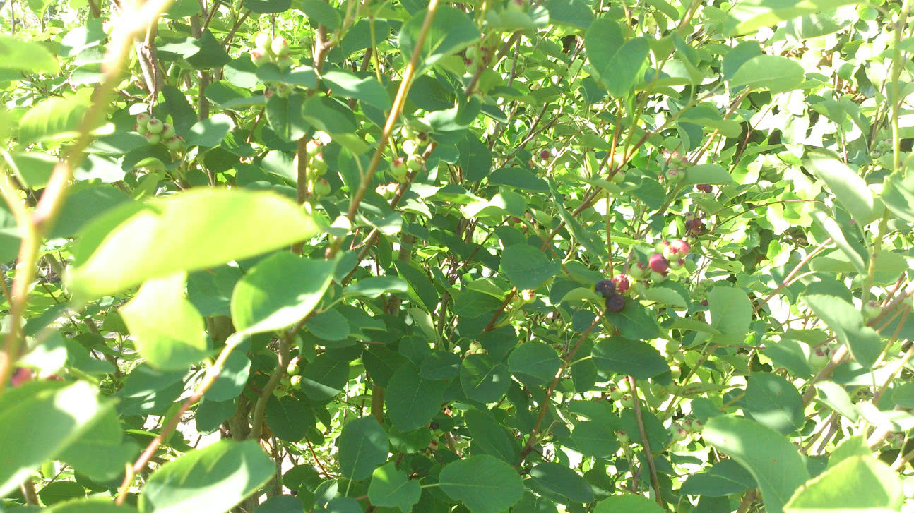 WonderHedge - ziveploty24.cz foto 6