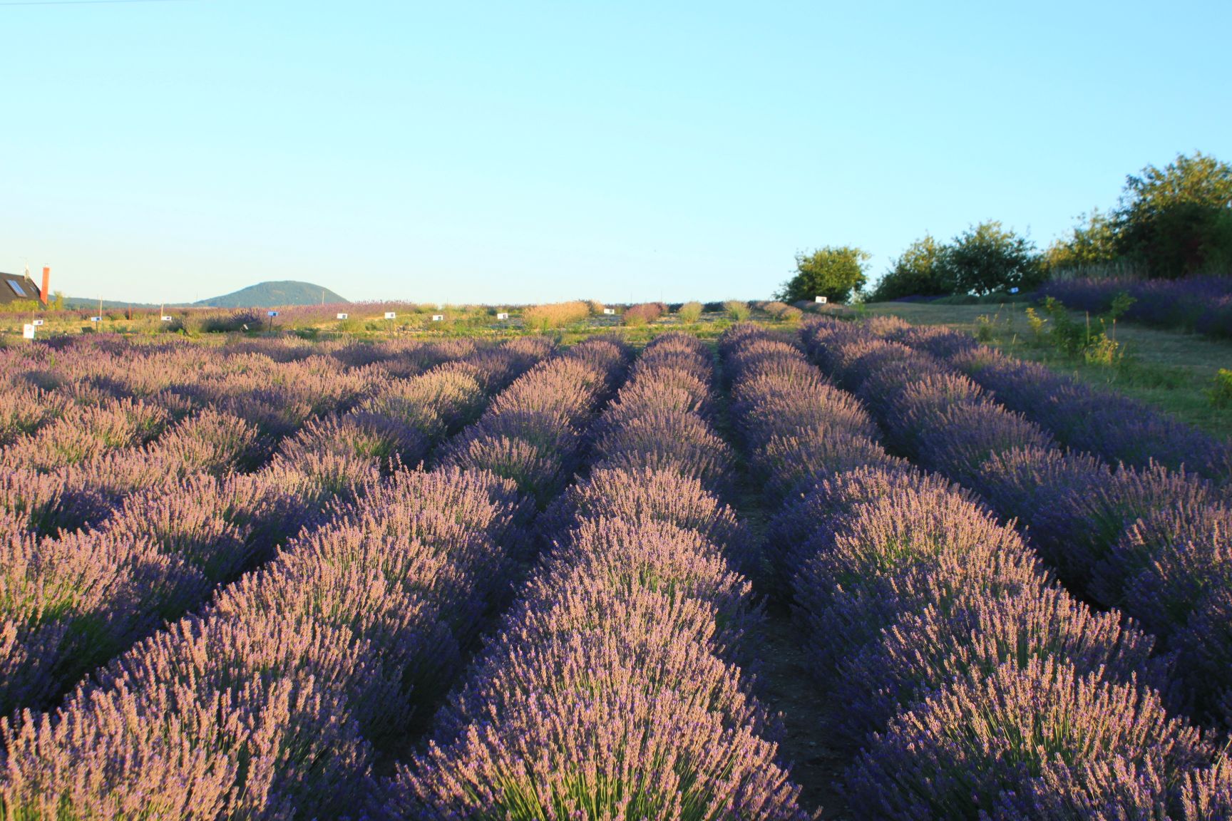 Levandule pod Řípem