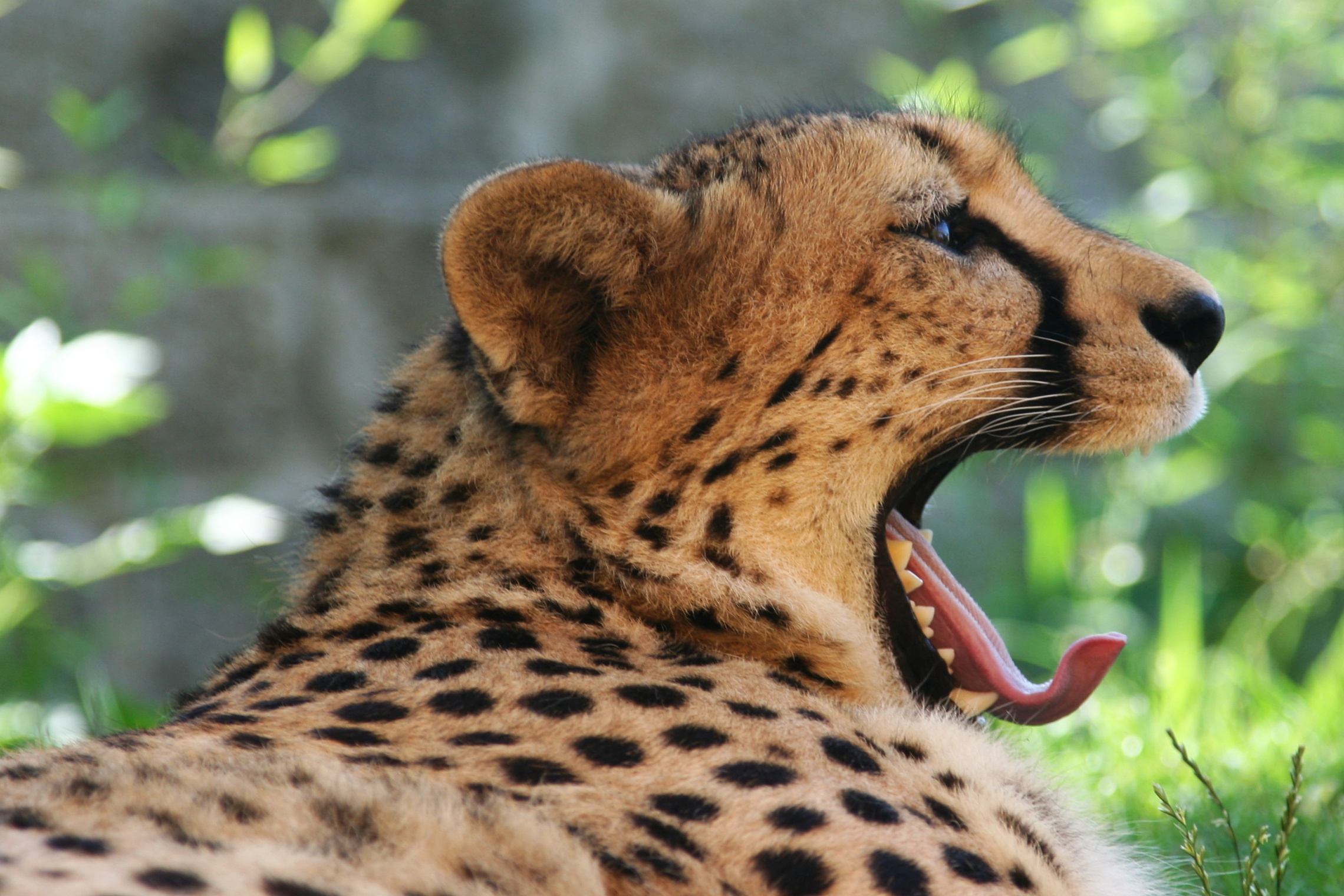 ZOO Chleby, o.p.s. foto 5