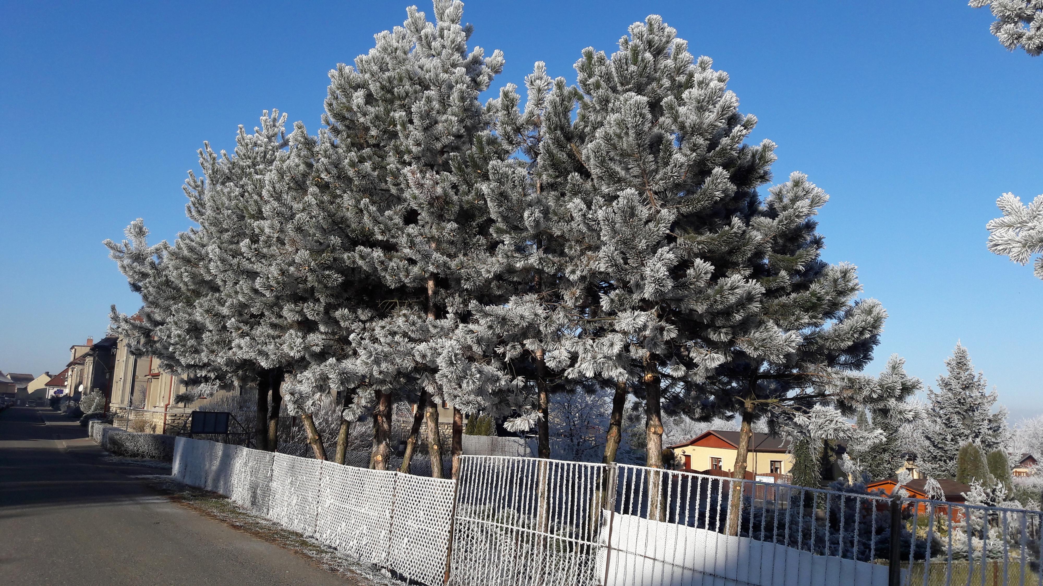 Ovocné a okrasné školky – Blanka Kosařová foto 6