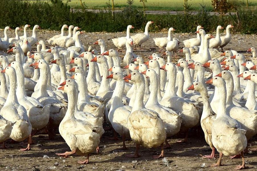 Prodej kuřic, slepic a výkrmové drůbeže