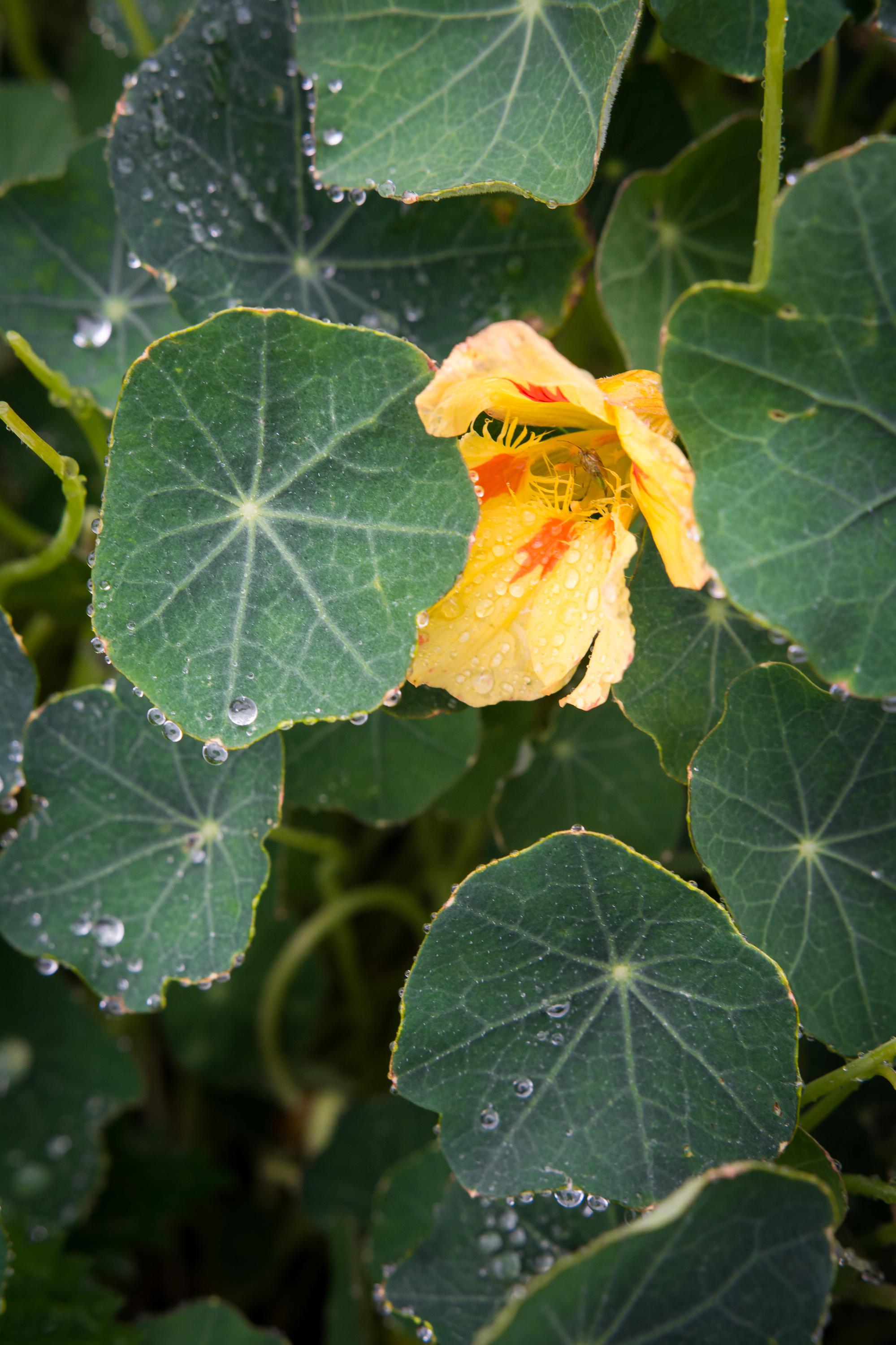 Hospůdka U Štěpána foto 3