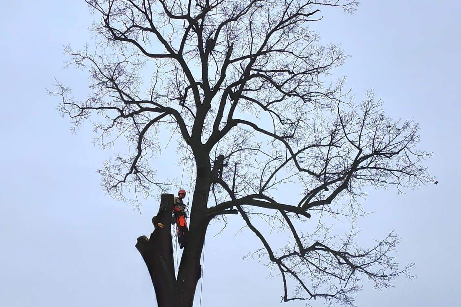 Rizikové kácení a výškové práce Jiří Průža