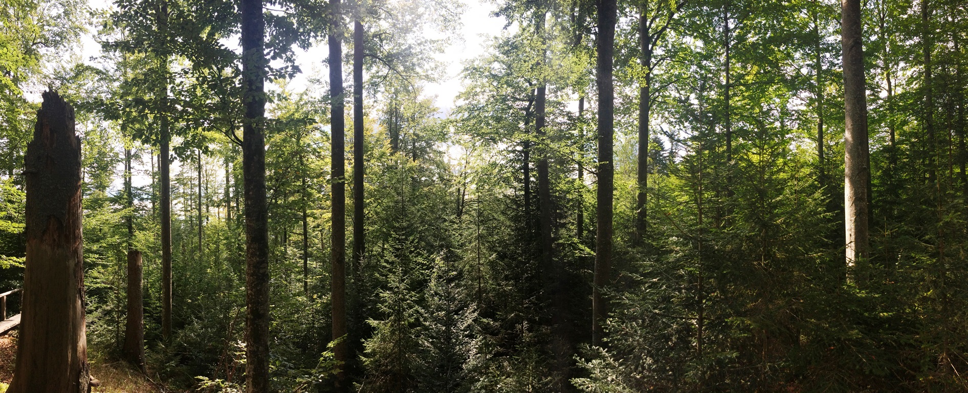 Ing. Aleš Erber - lesnické a agrolesnické poradenství foto 2