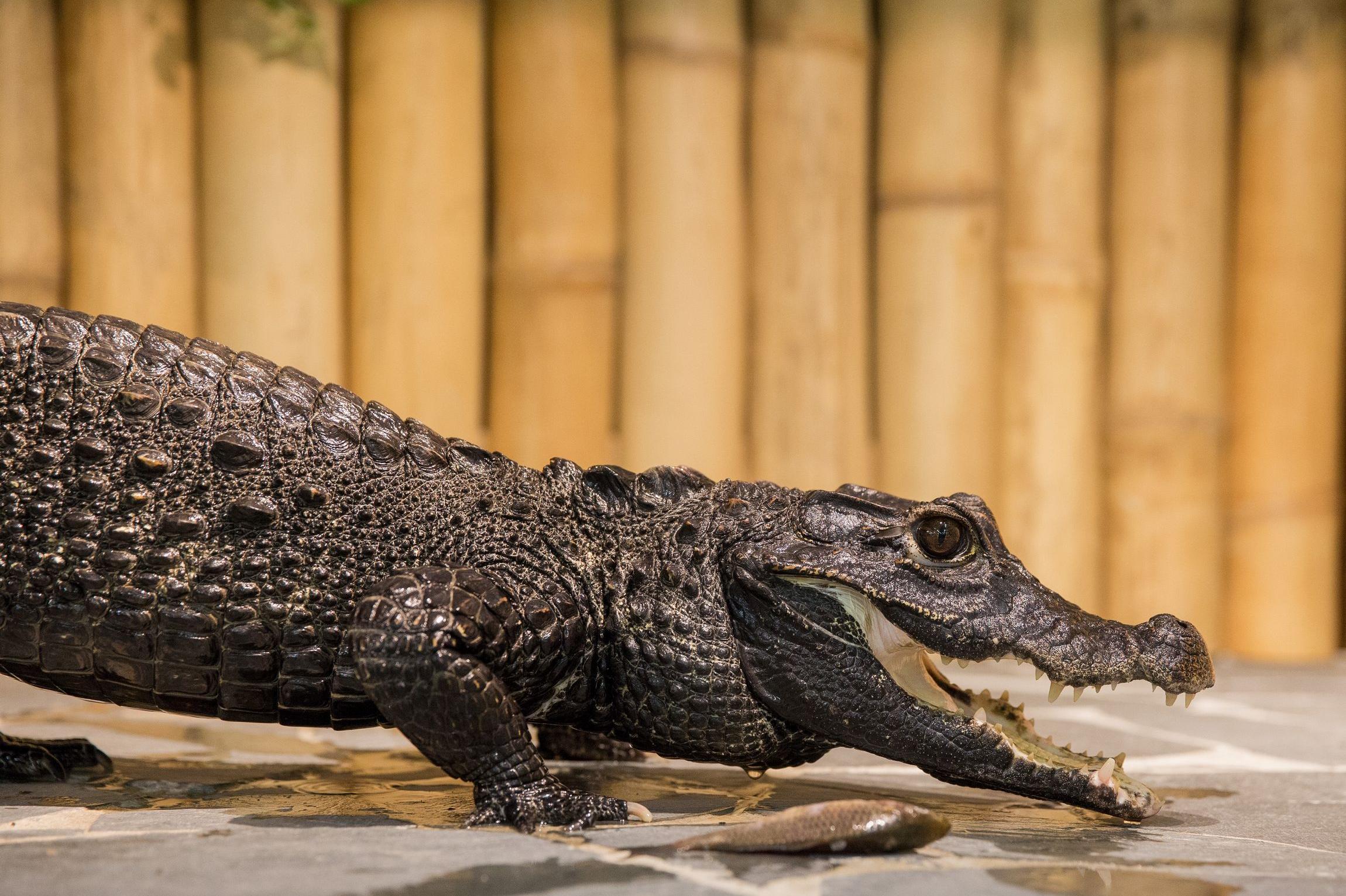Krokodýlí a želví ZOO Praha foto 2