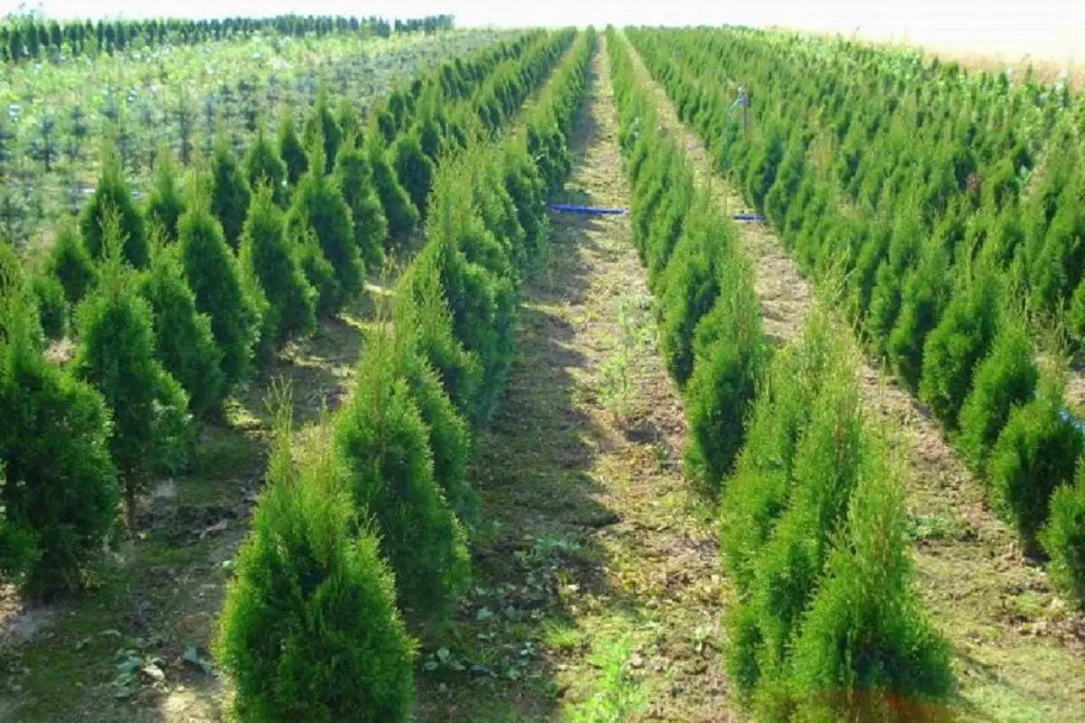 Multiflora.cz
