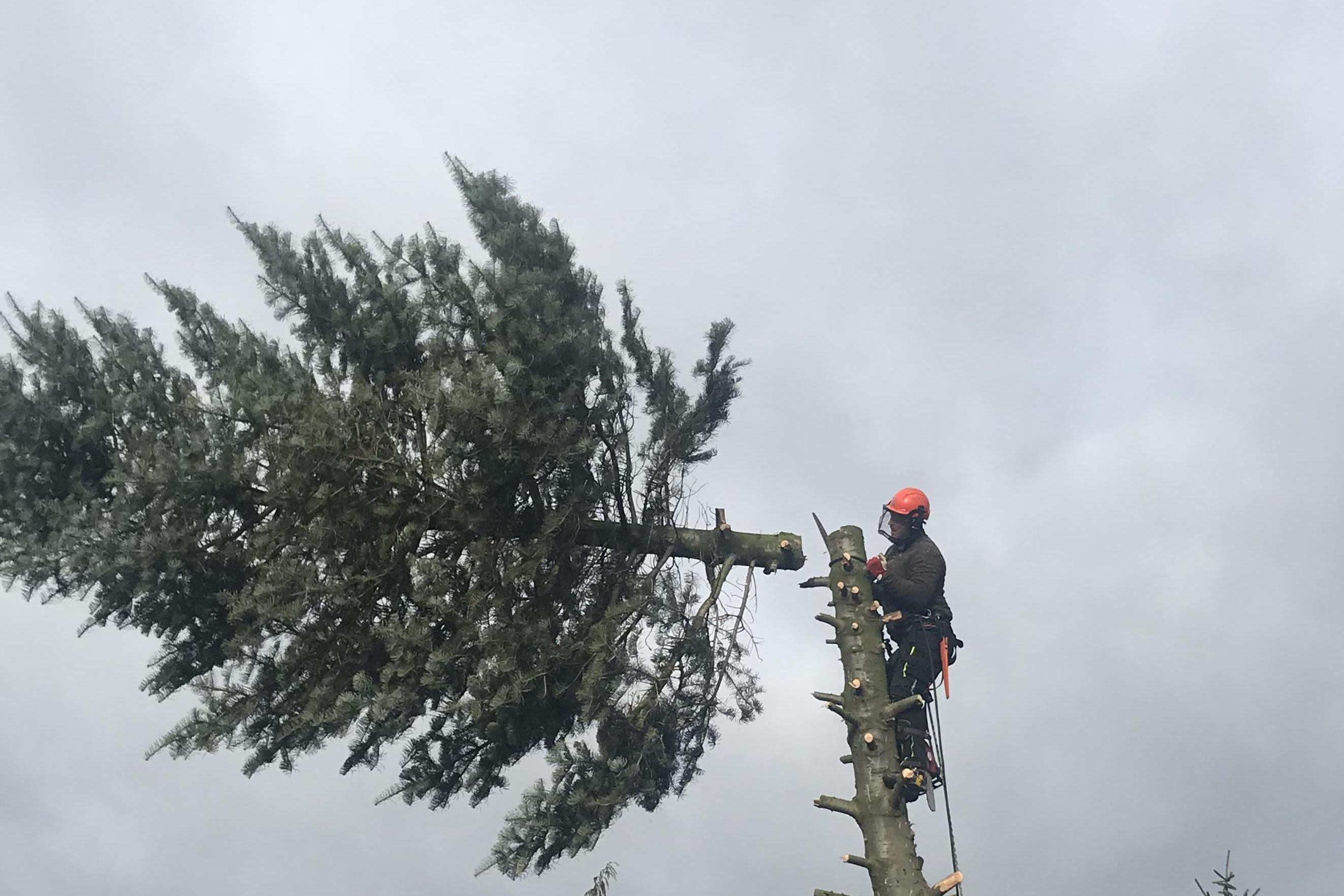 Rizikové Kácení - Tomáš Hauerland foto 1