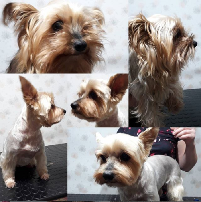 Psí salon ZORA foto 2