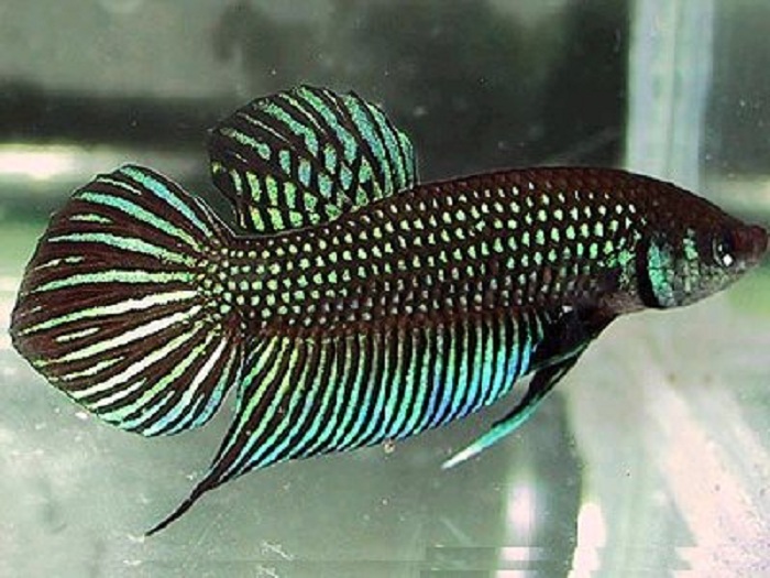 ROMAN PAPÍK , PROFI-AQUARIUM foto 2