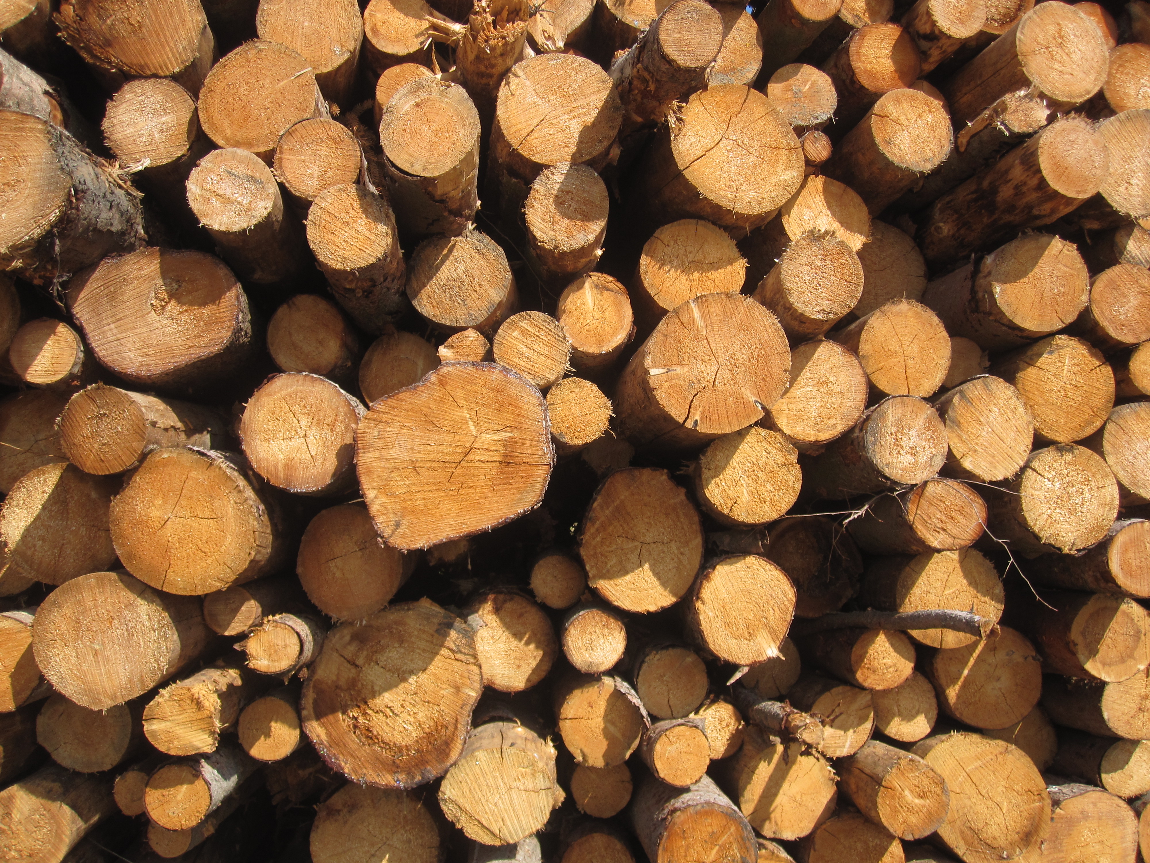 Dřevo Planěk foto 2