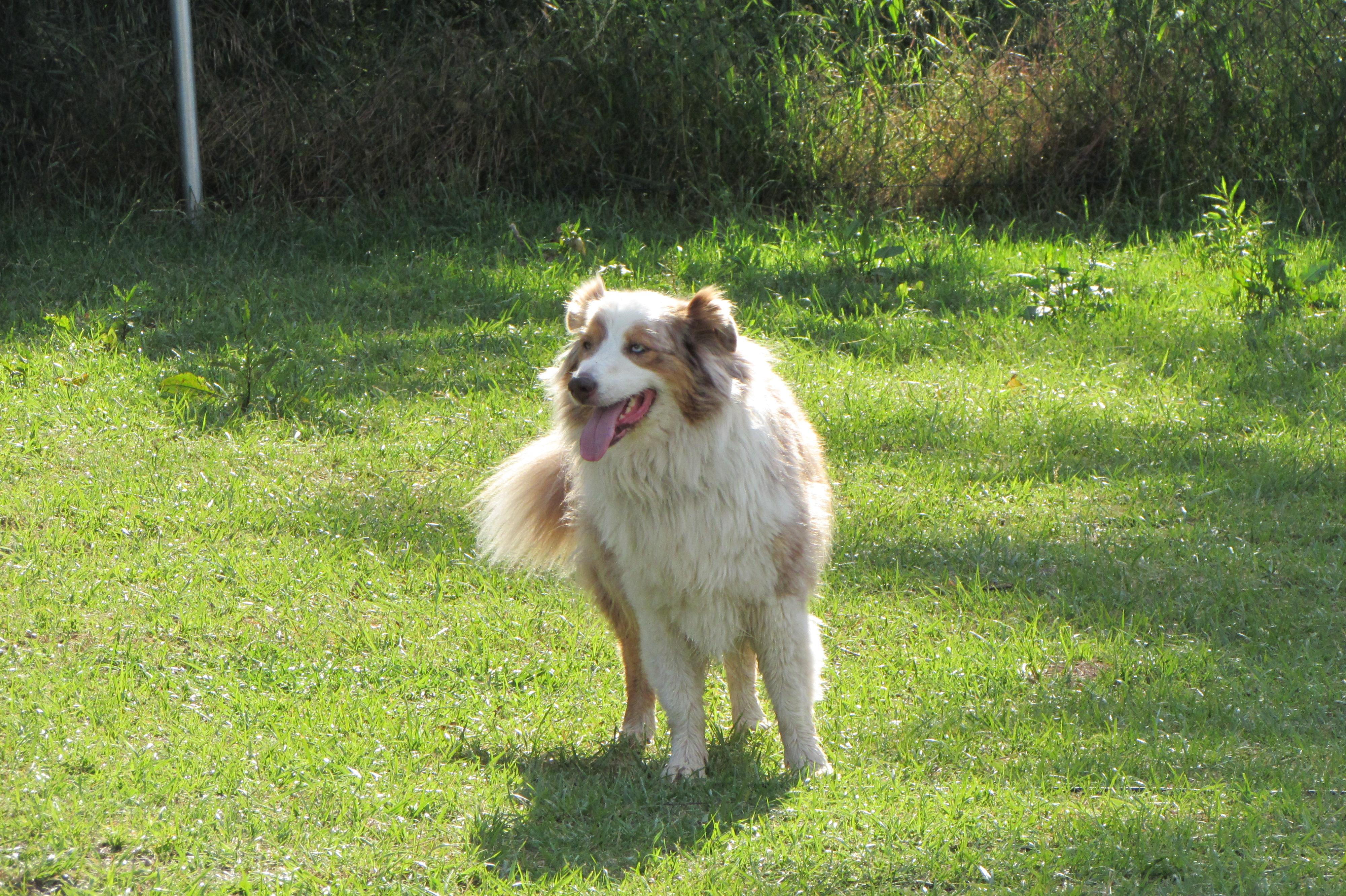 Psí školka Chvaletice