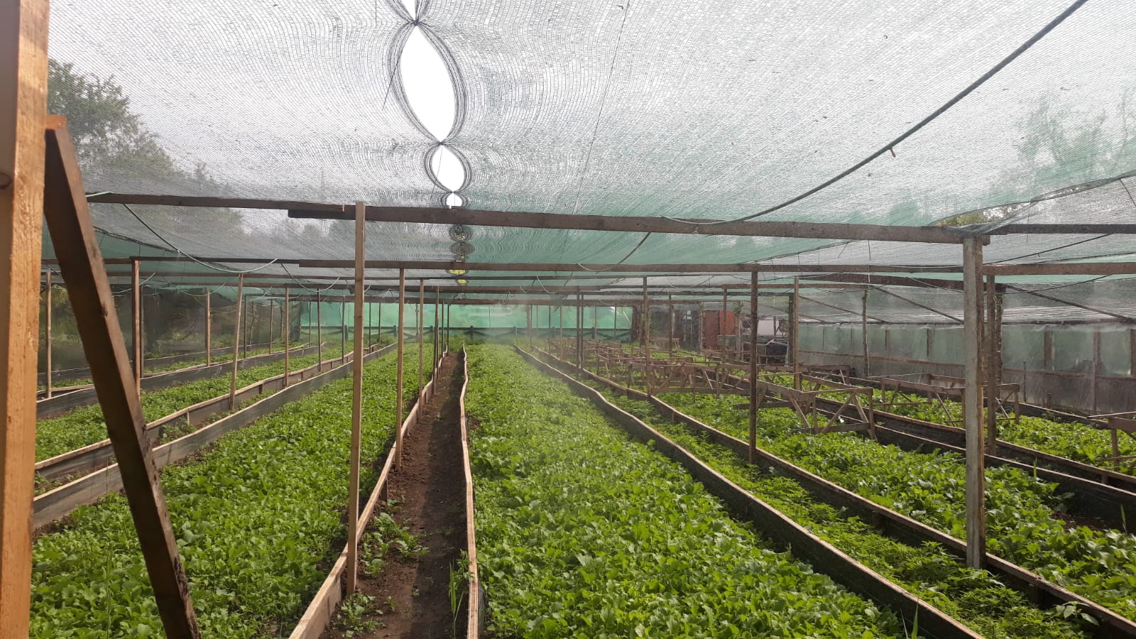 Šnečí farma foto 4