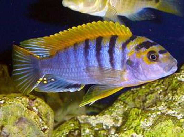 ROMAN PAPÍK , PROFI-AQUARIUM foto 4