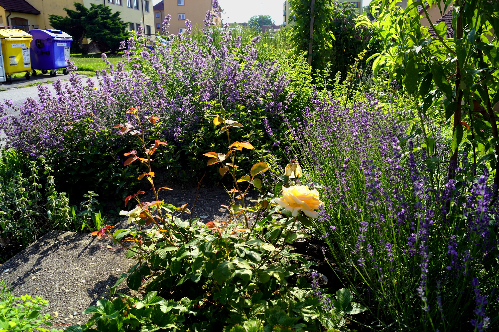 Ateliér12měsíců - návrhy zahrad, výtvarné umění foto 2