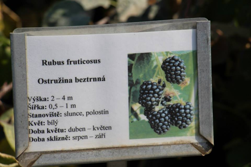 Ovocná a okrasná školka Kozolupy