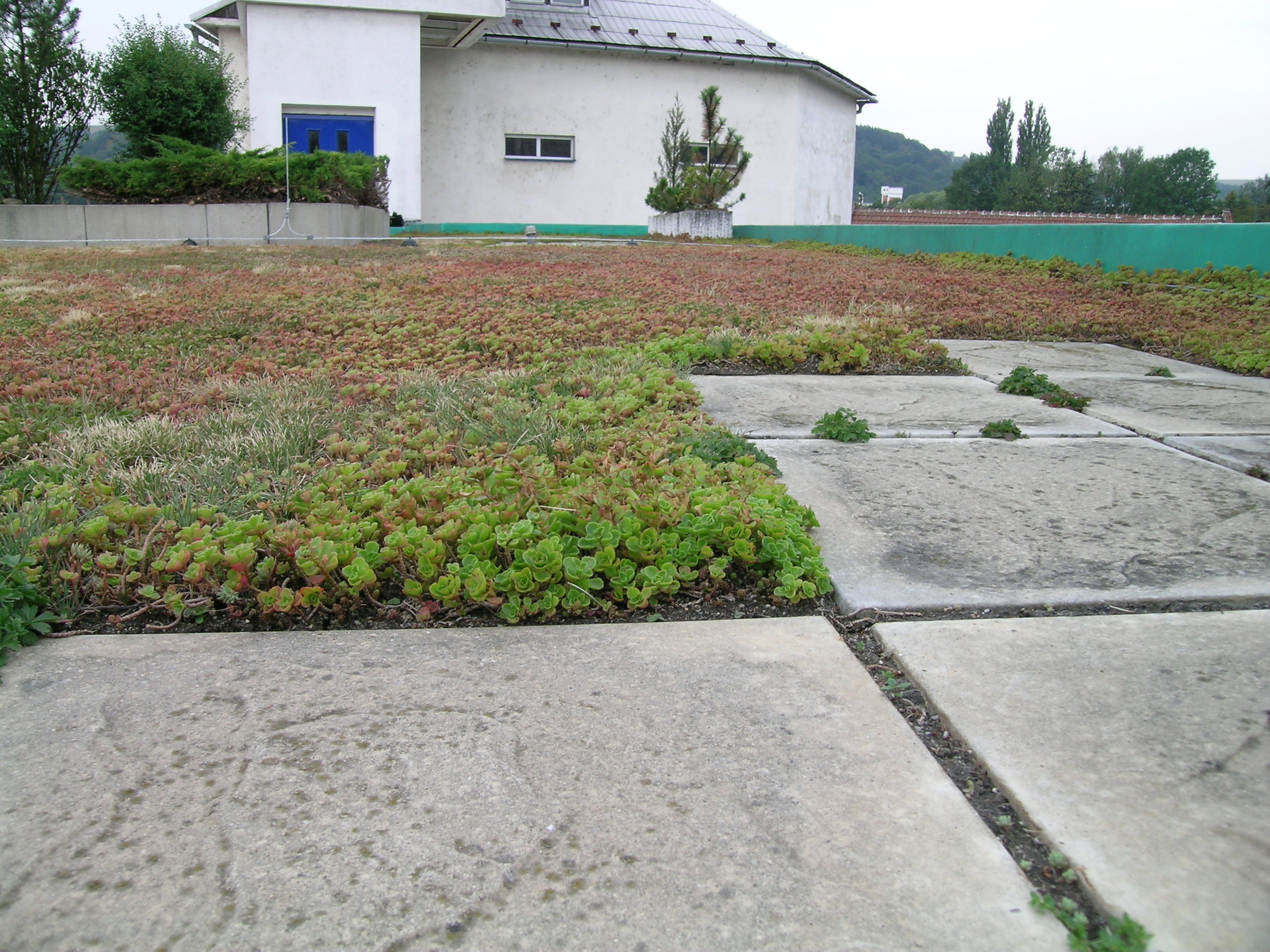 Živá střecha s.r.o. foto 2