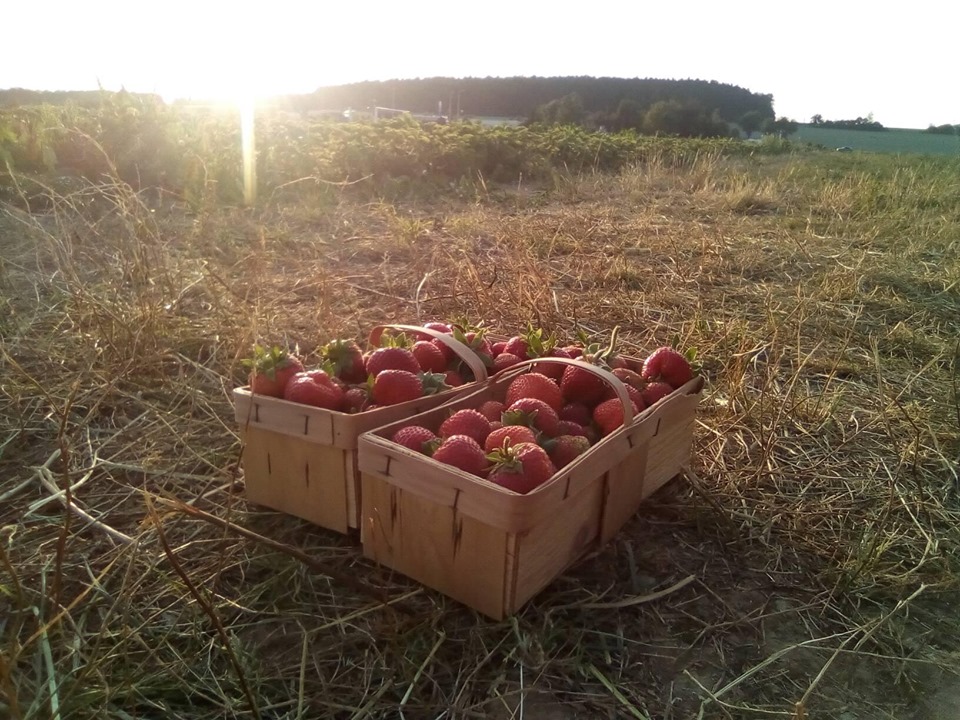 Jahodárna Vránov u Staňkova foto 2
