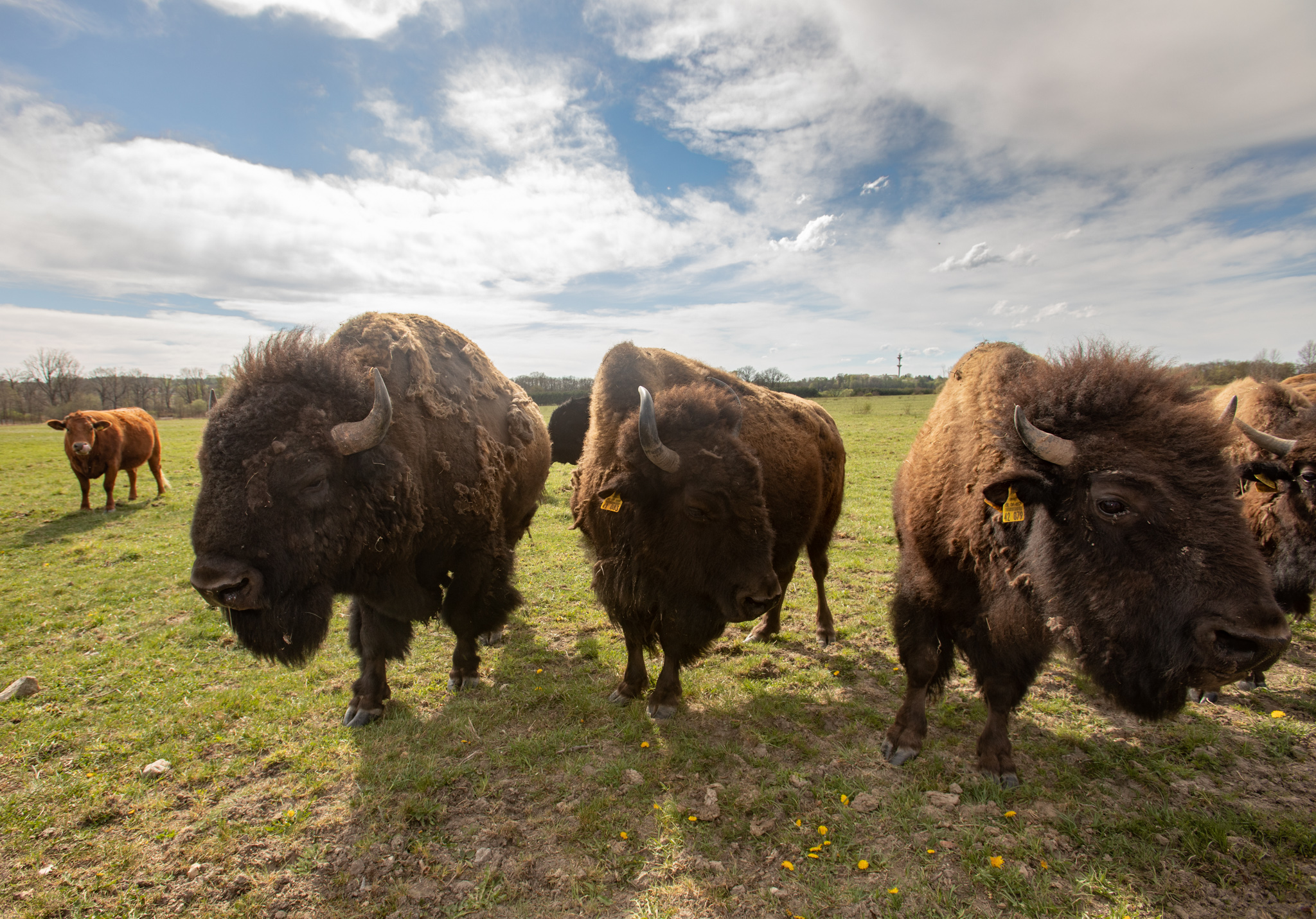 Safari Resort foto 3