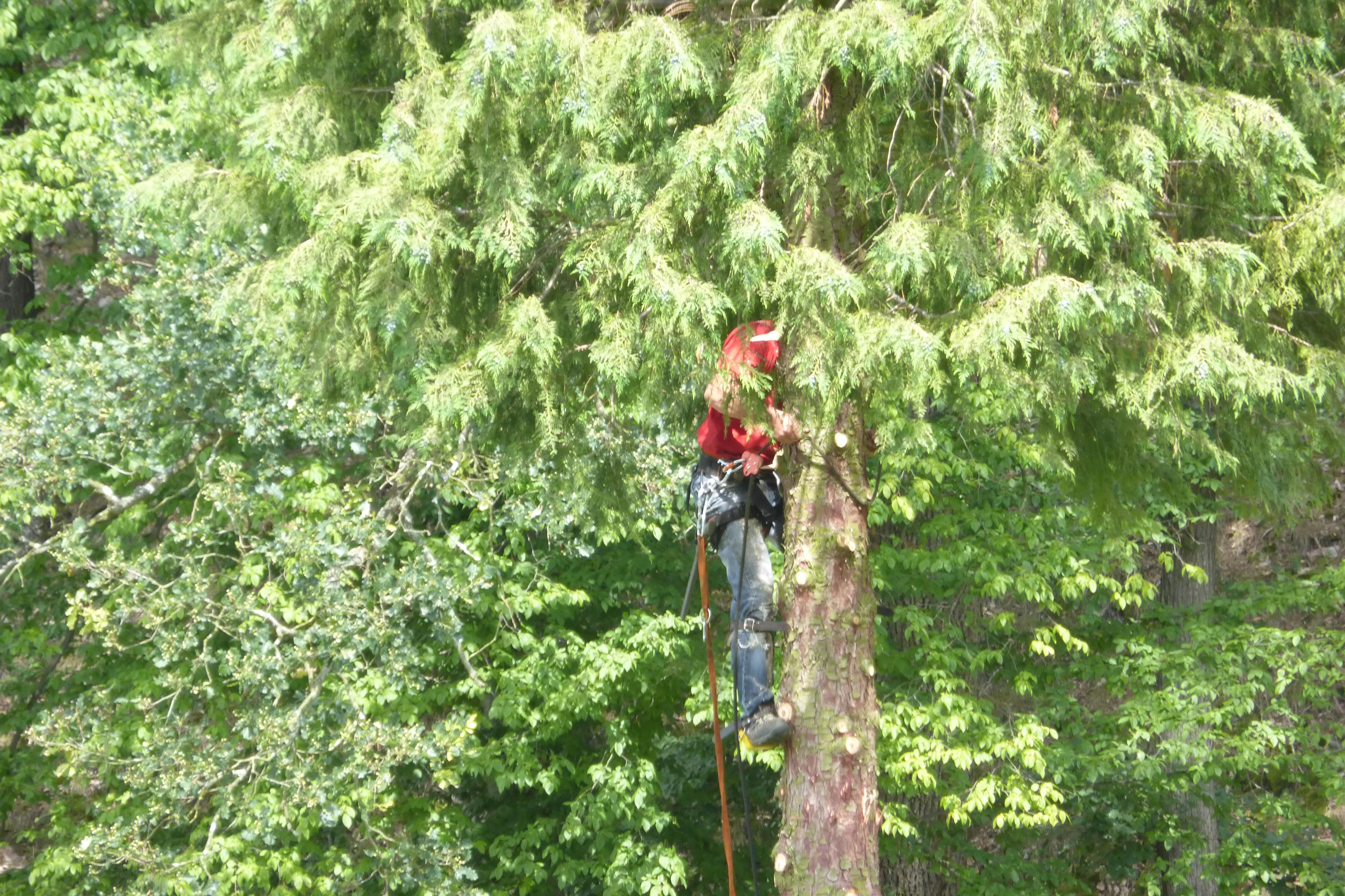 Patrik Keller - rizikové kácení stromů foto 2
