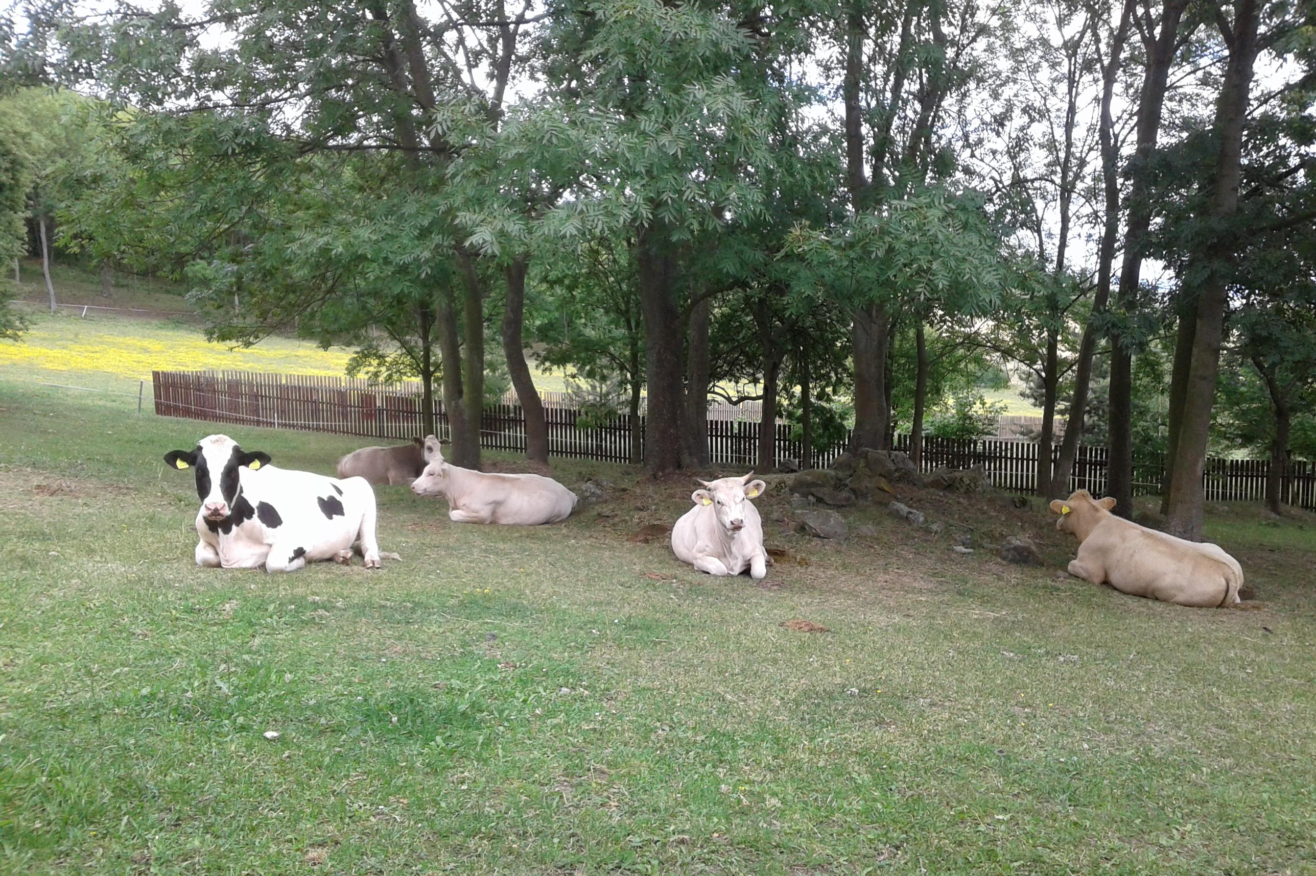 EKOFARMA PNĚTLUKY Bc. Petr Dykast