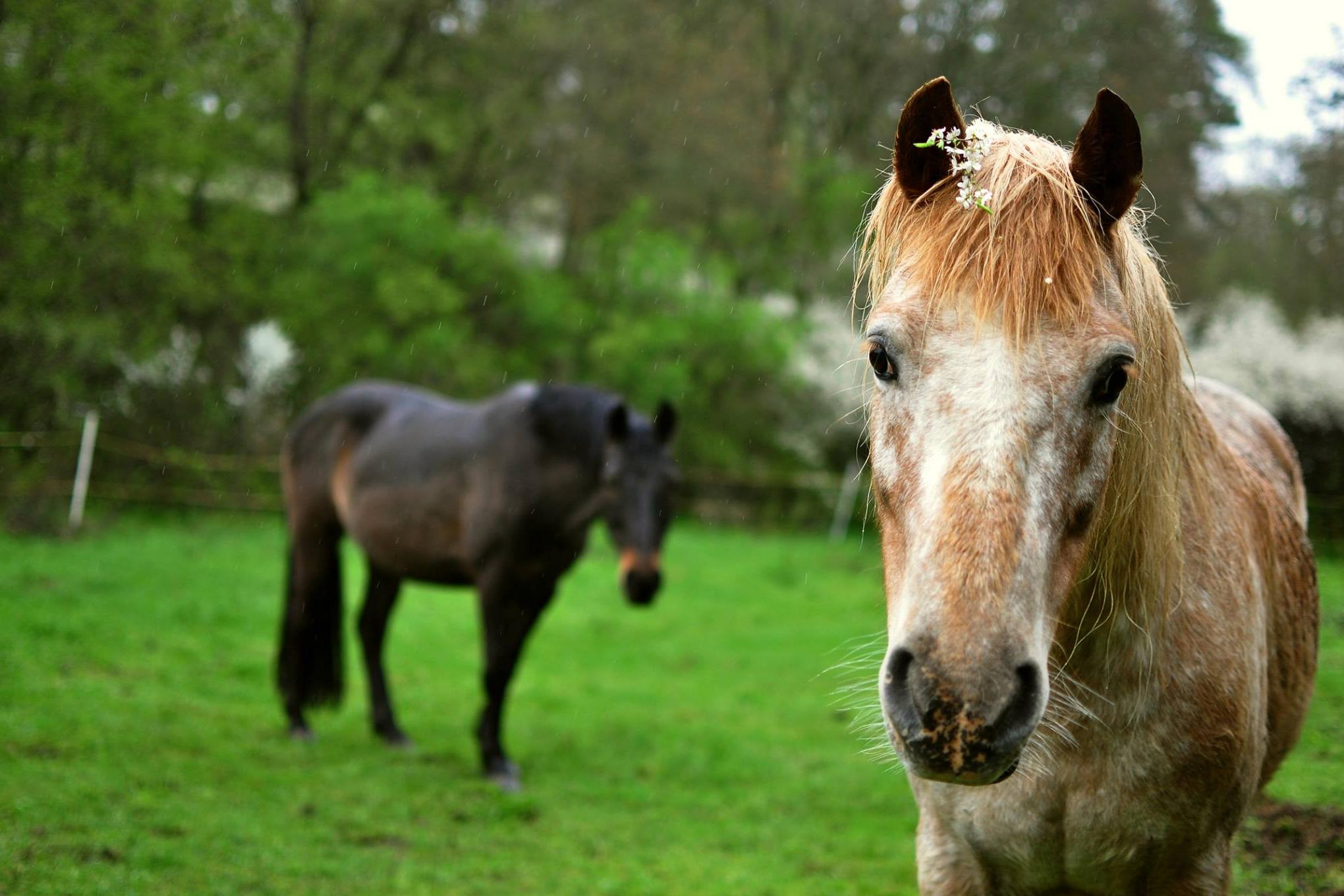 Kamenitý vrch, z. s.