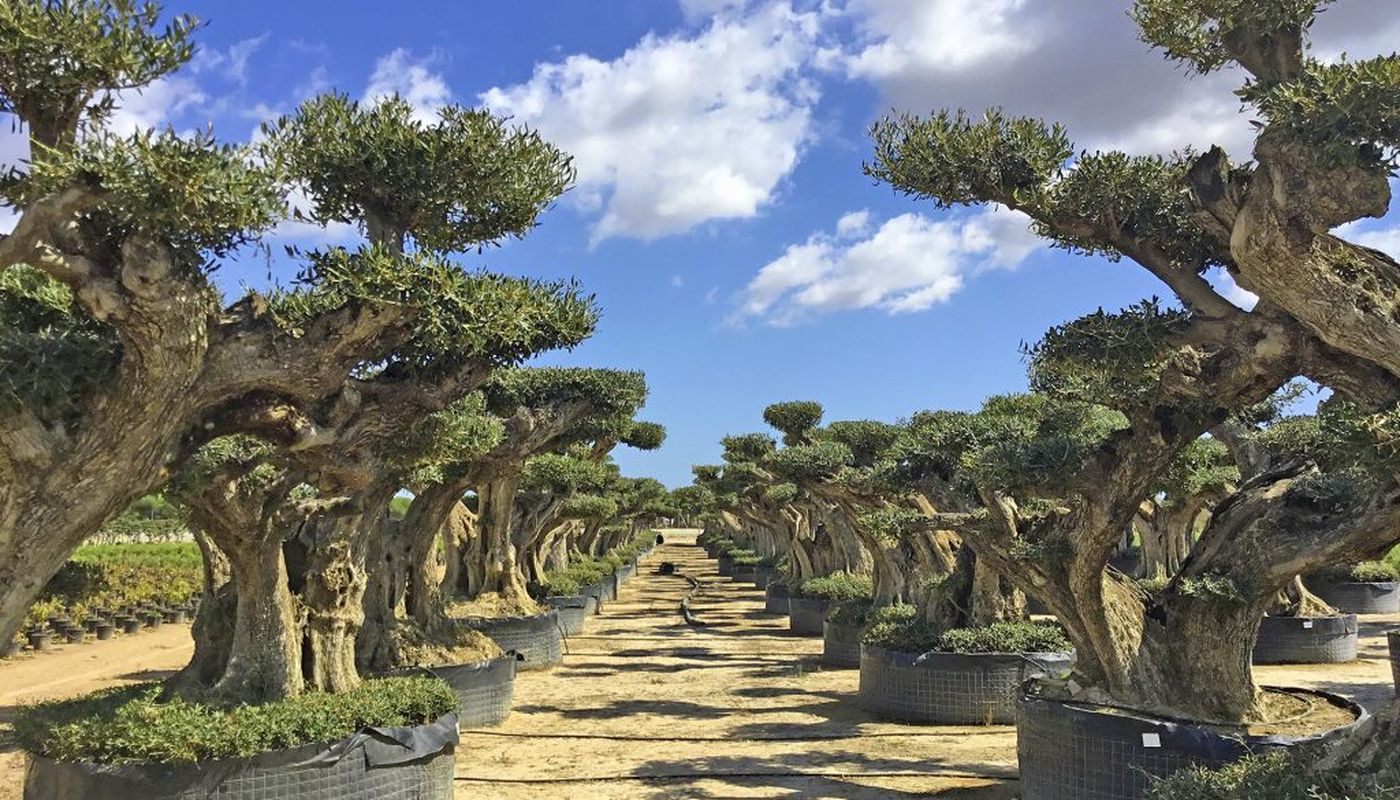 OLIVE TREE GARDEN, s.r.o.