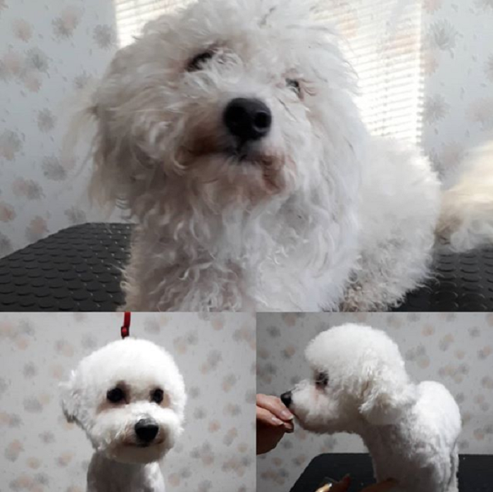 Psí salon ZORA foto 4