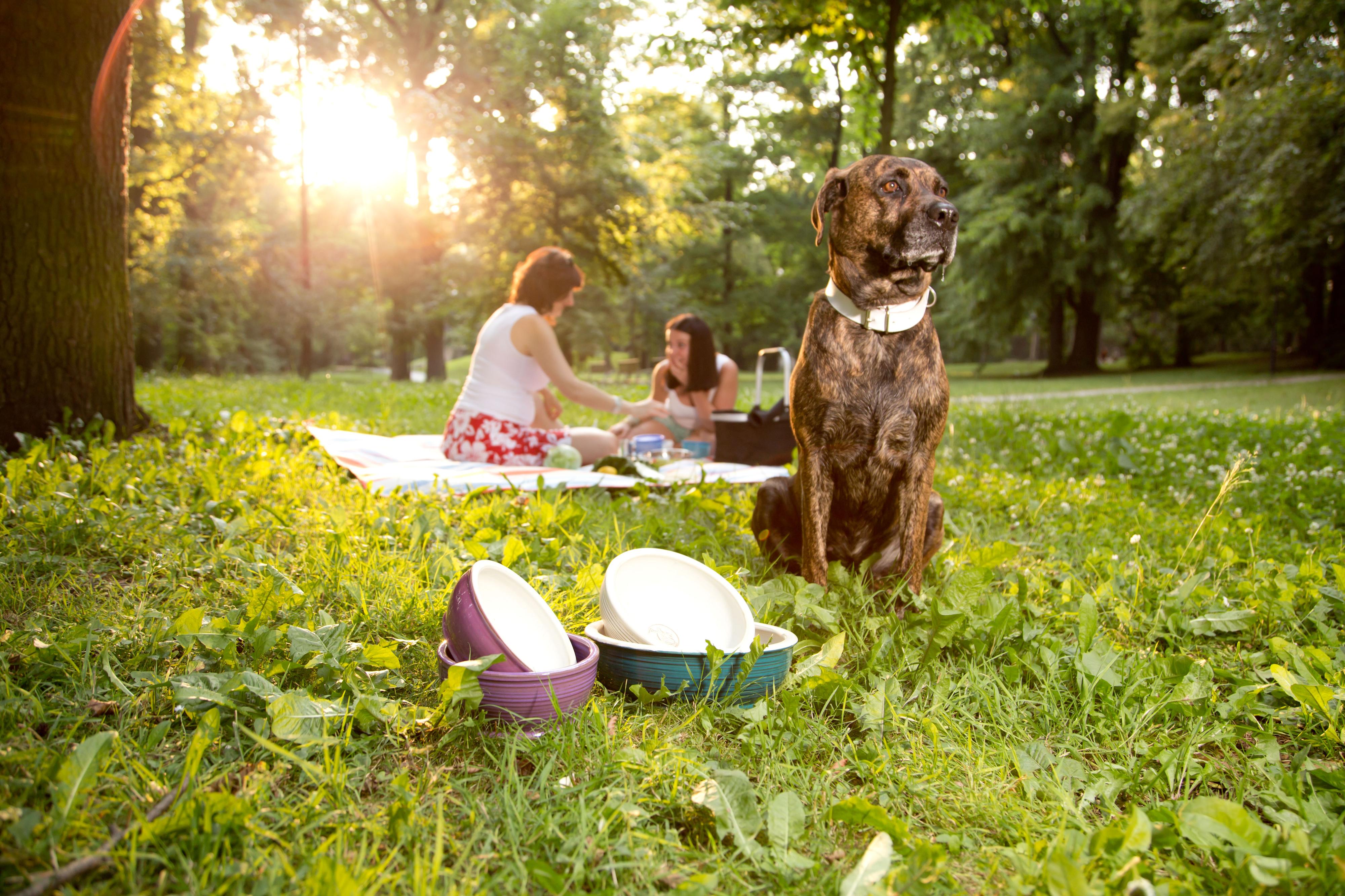 Ecopets.cz foto 2