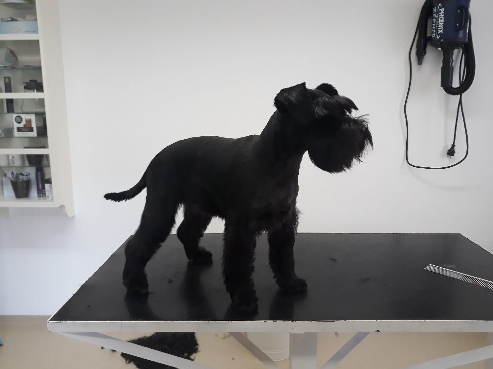 FAJNý salon pro psy foto 3