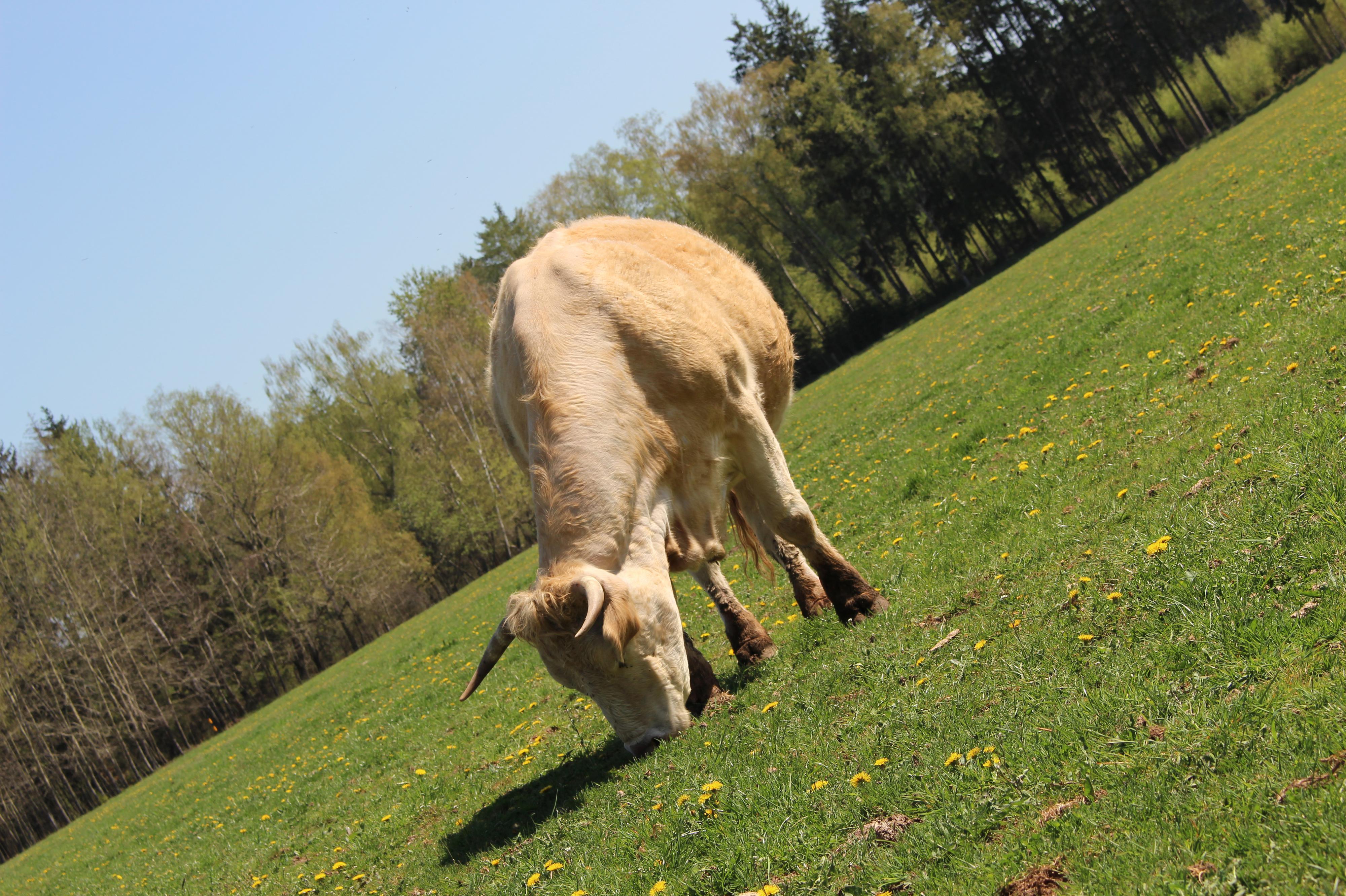 Krkonošské BIO hovězí