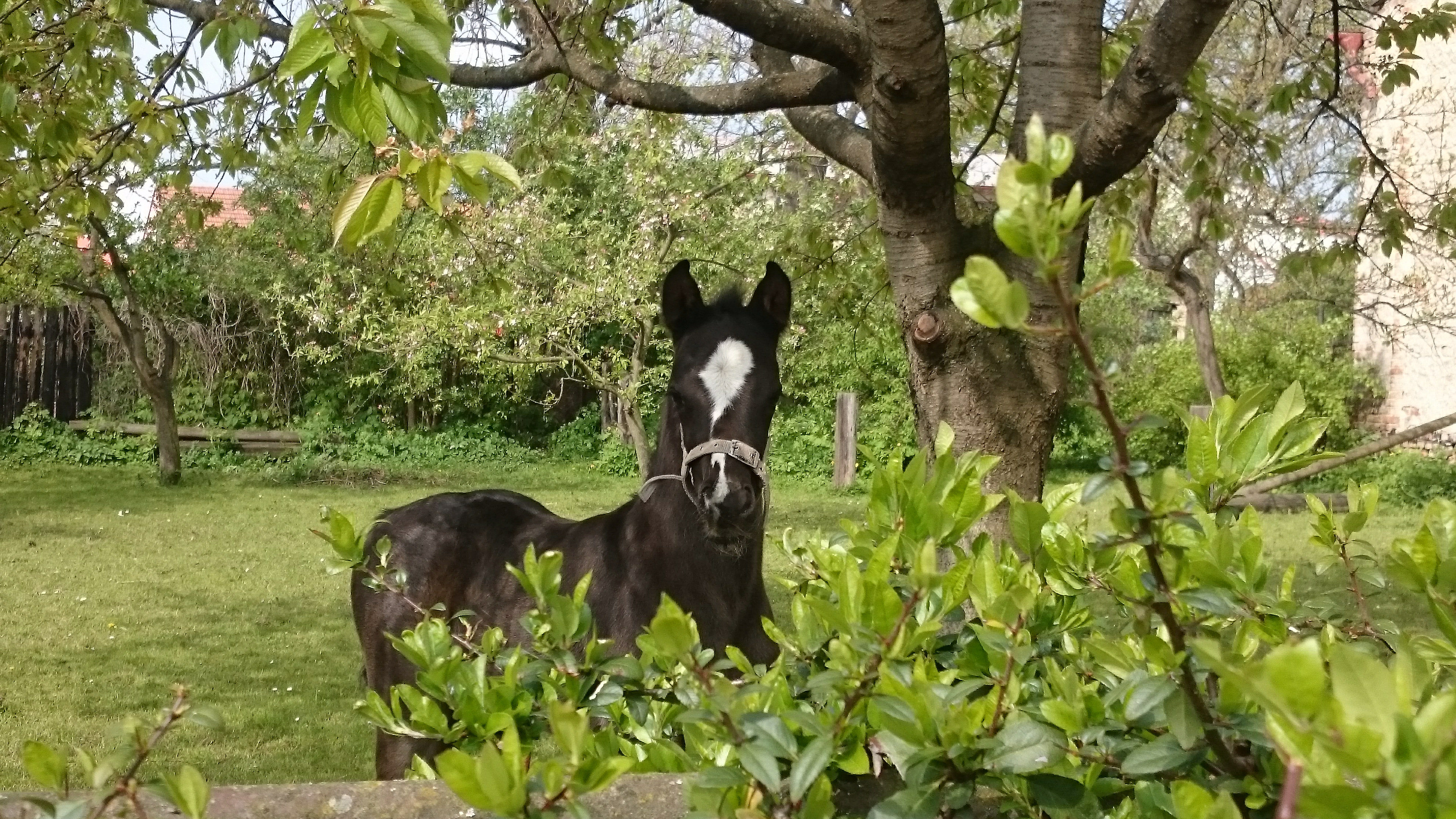 Diamond Czech Pony foto 3