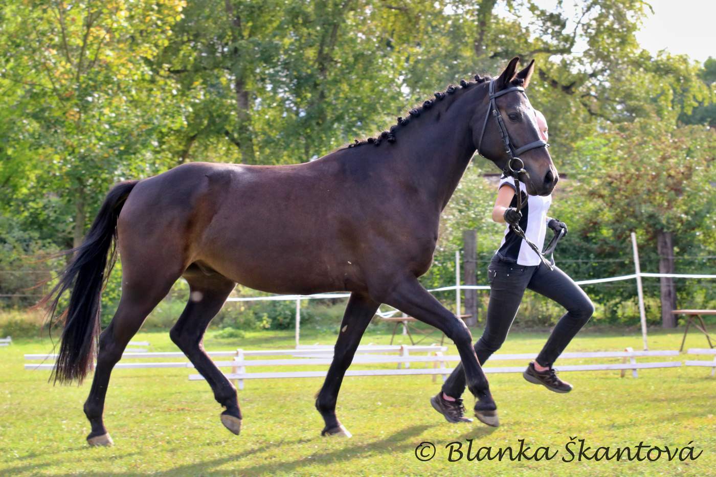 Diamond Czech Pony foto 6