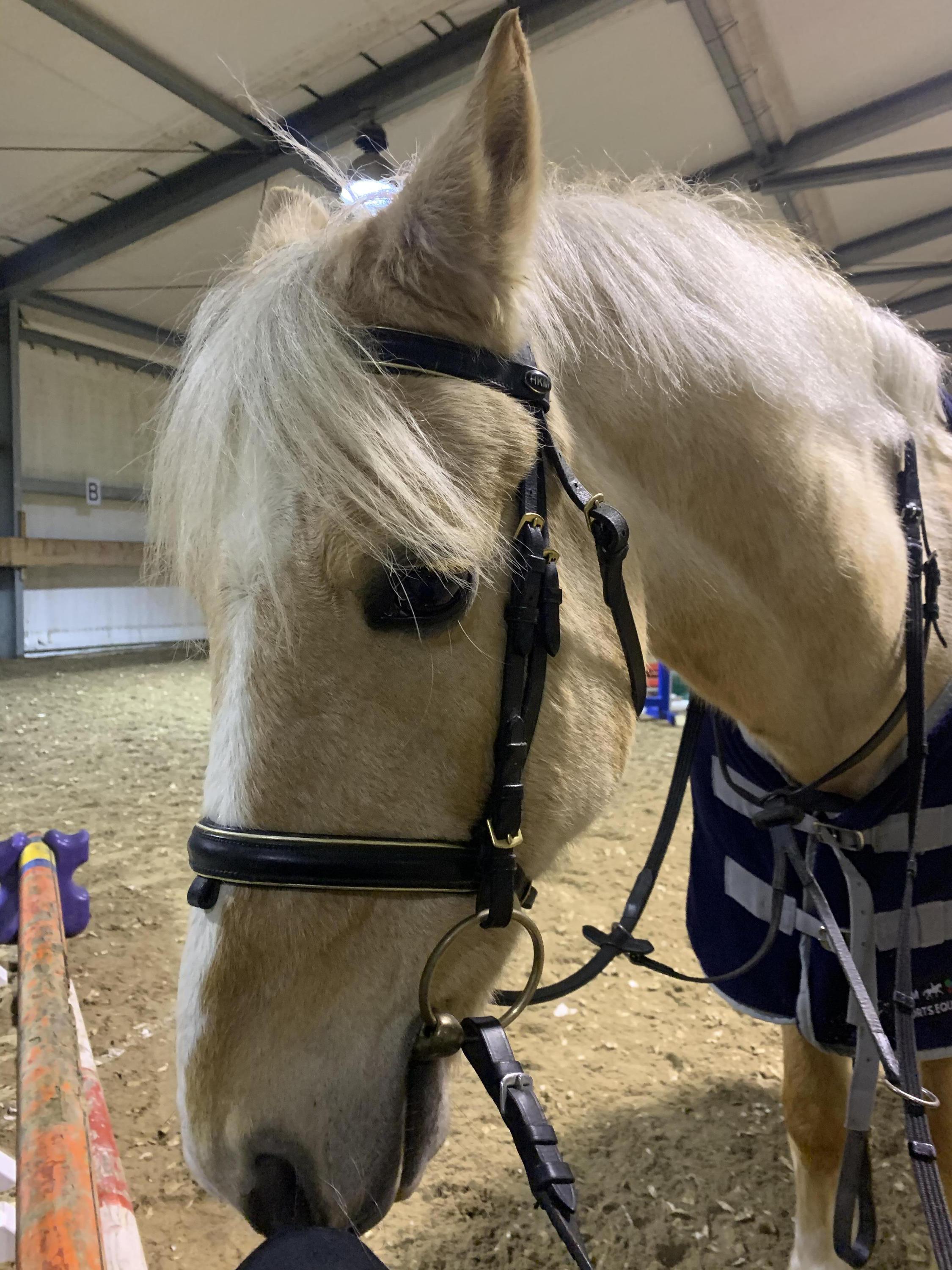 Pony Park jezdecká školička, akademie foto 3