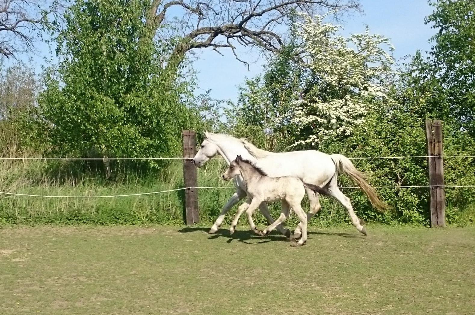 Diamond Czech Pony