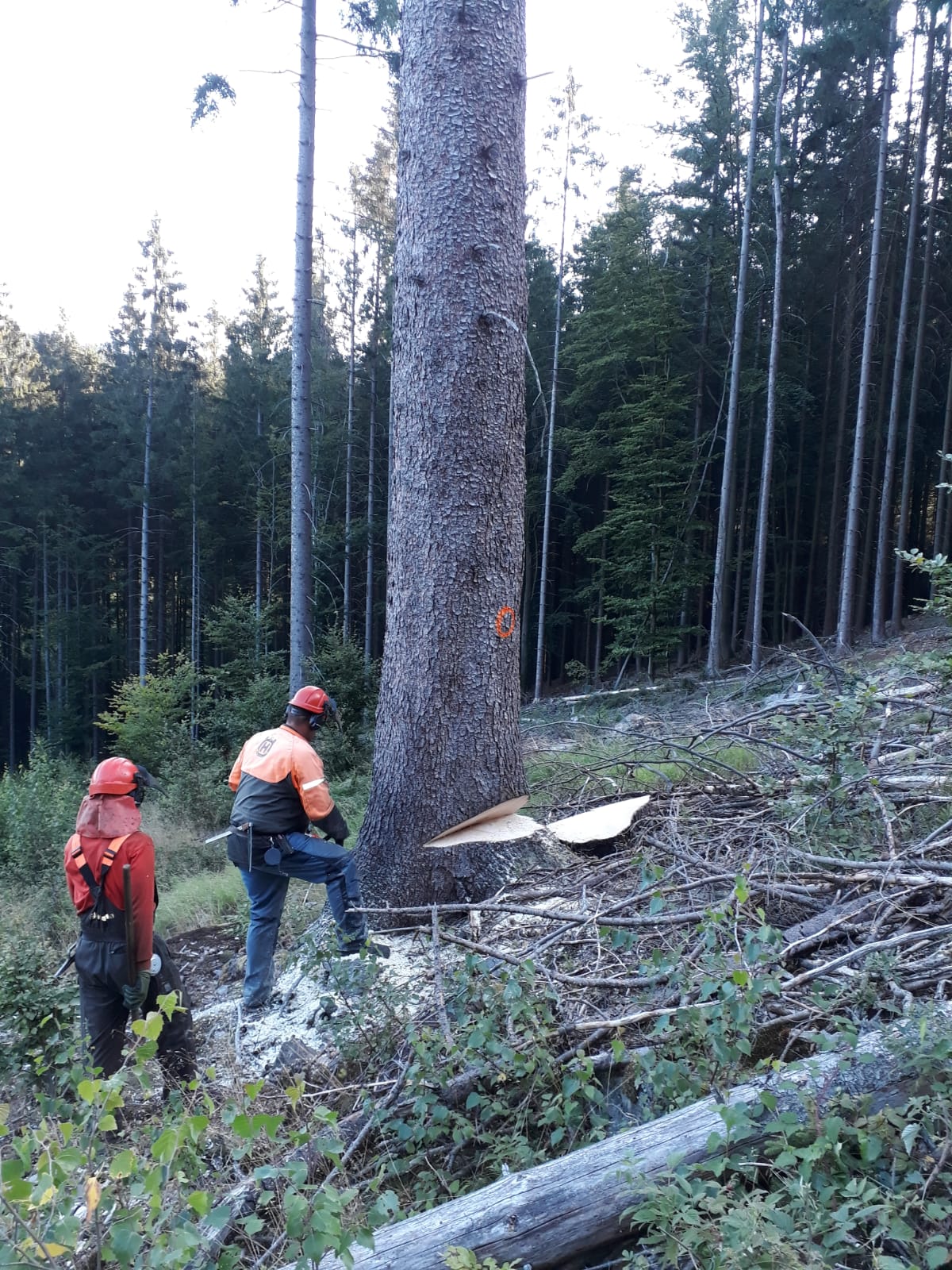 Dřevo Planěk foto 4