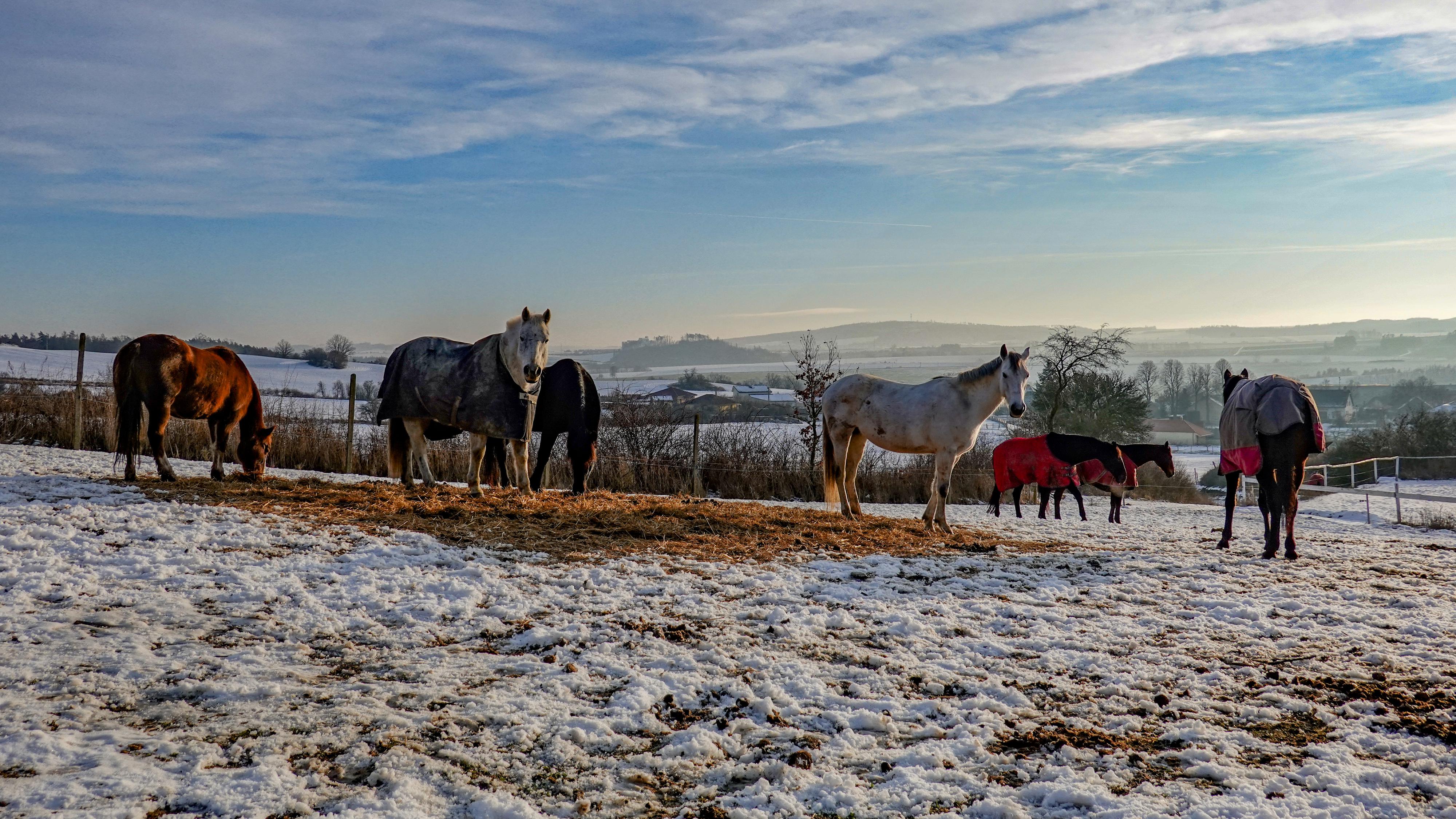 Jezdecký klub Nová Ves