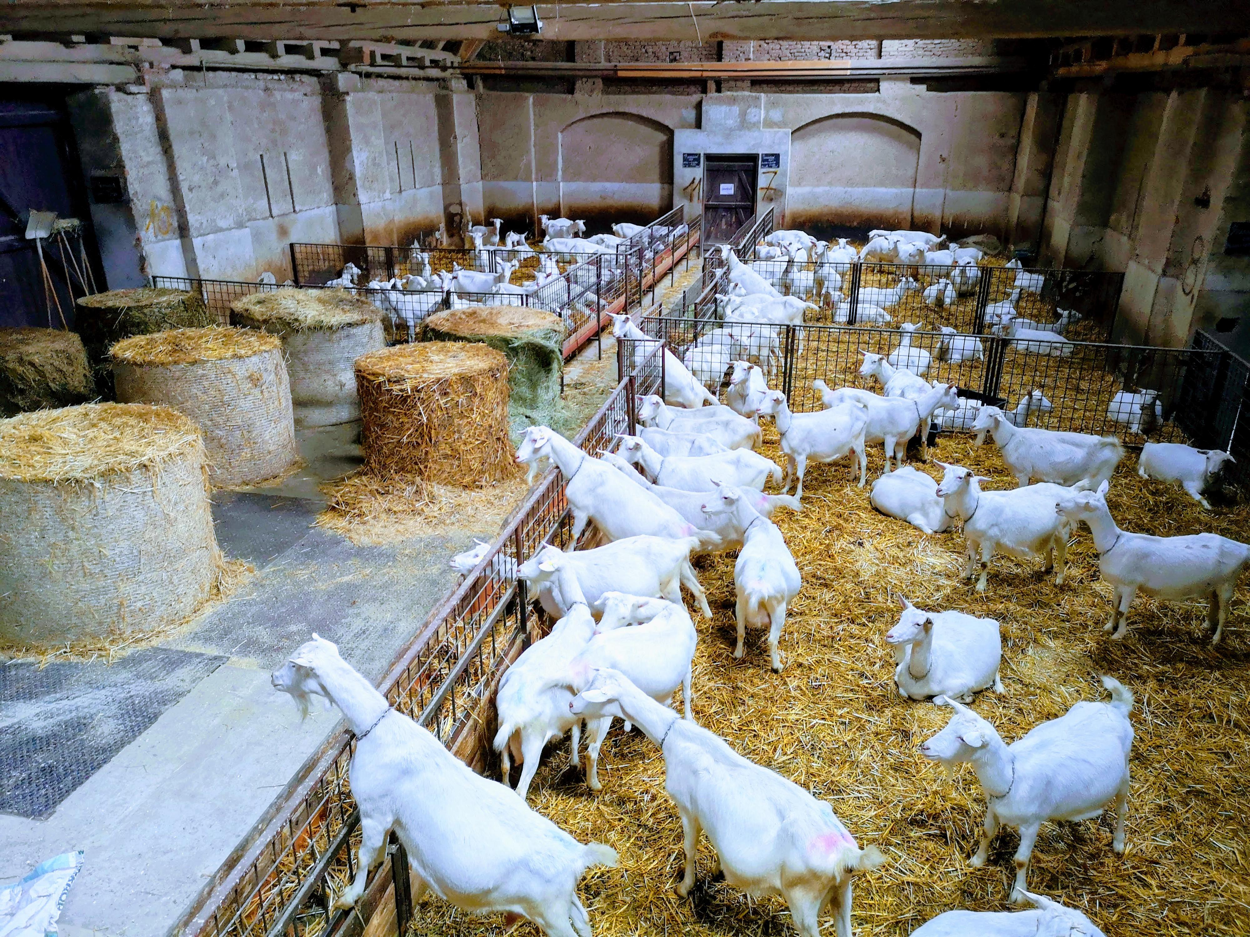 BIOFARMA DoRa foto 4