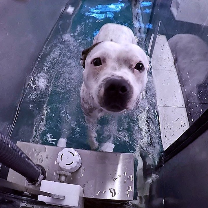 Canine Centrum foto 3