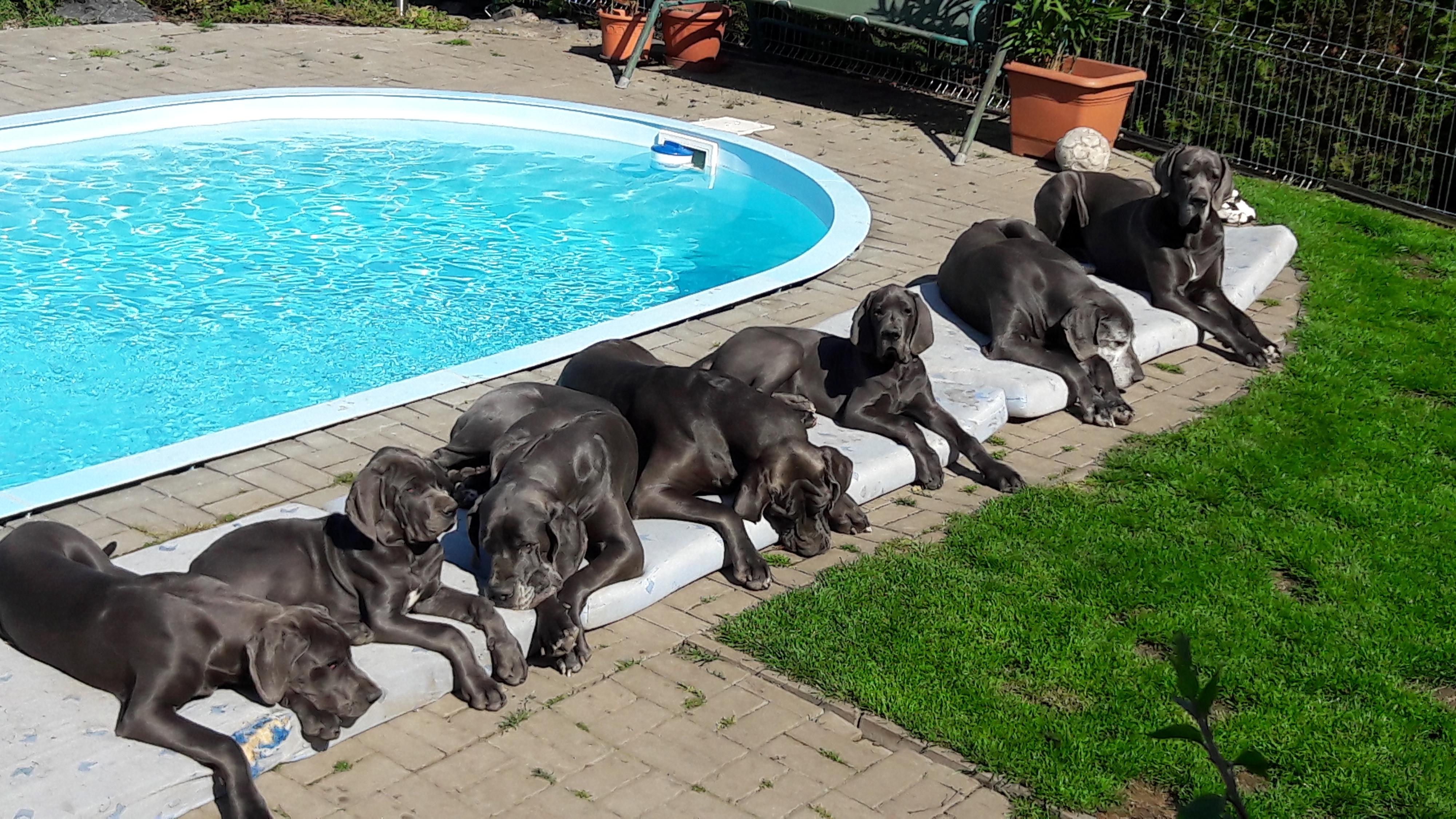 Chovatelská stanice Hradecká hvězda foto 6