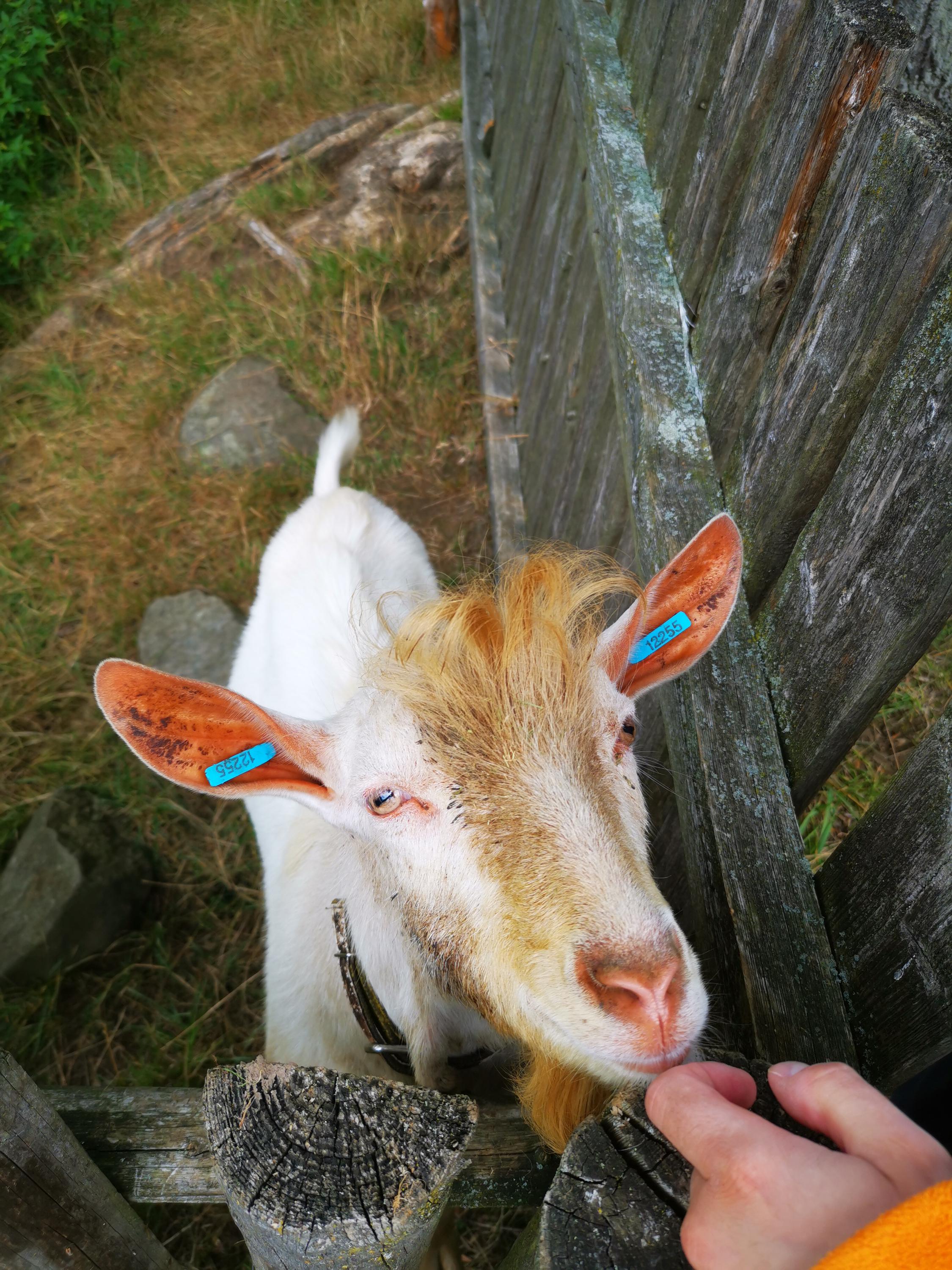 Kozí farma Žofín foto 5