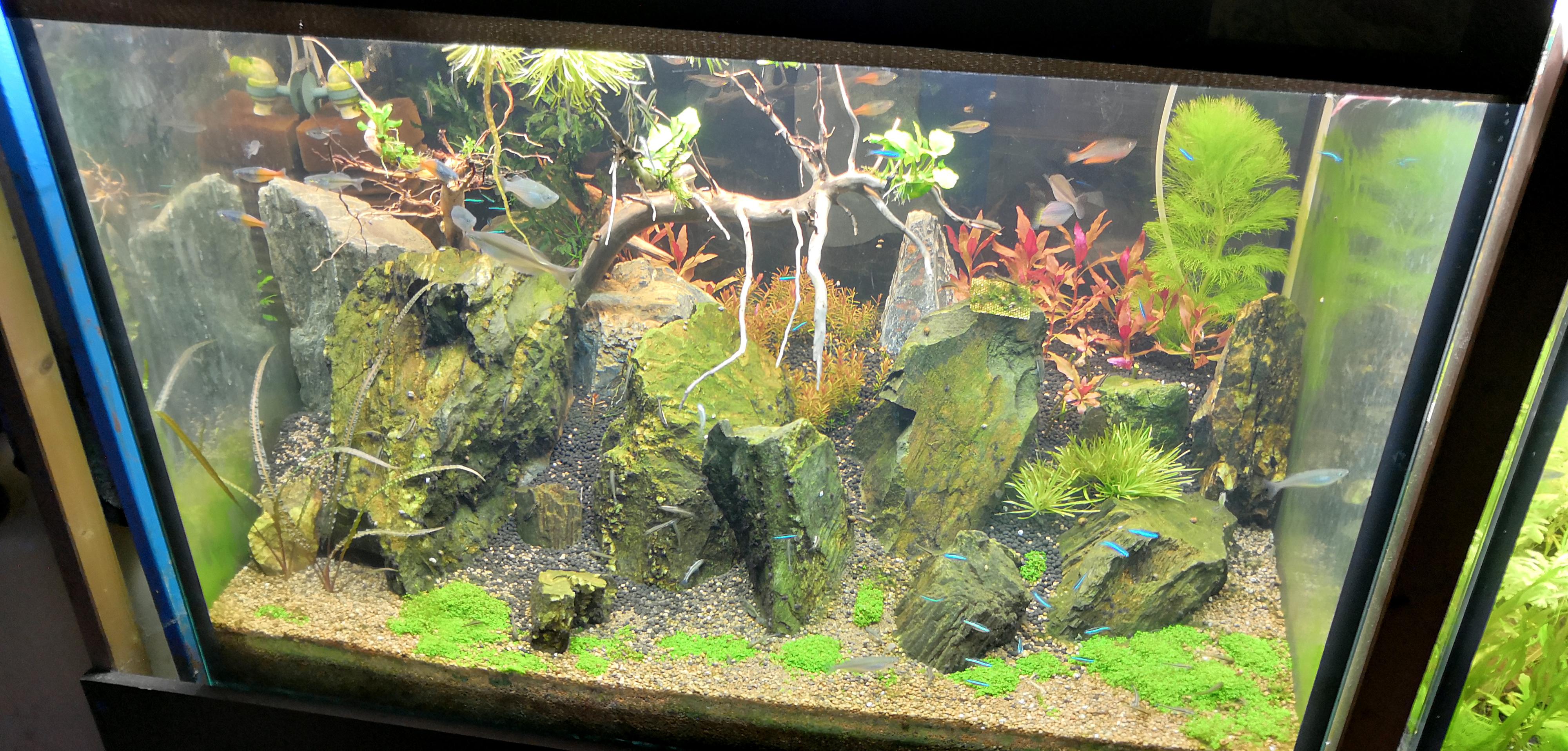 Akvaristika Kolaja foto 6