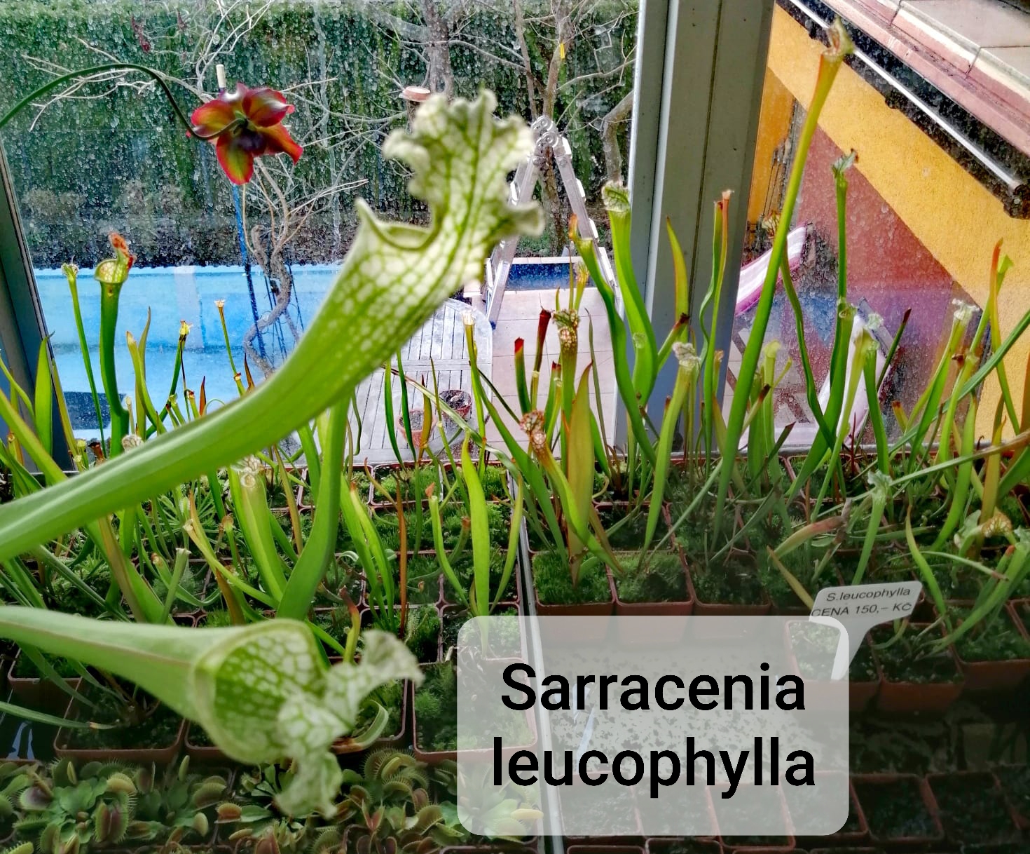 FYTO REIDL - Masožravé rostliny foto 2