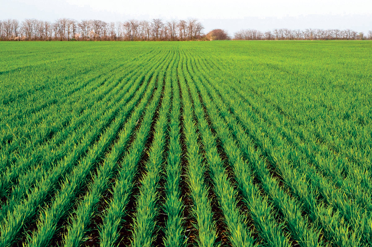 Limagrain Česká republika, s.r.o. foto 4