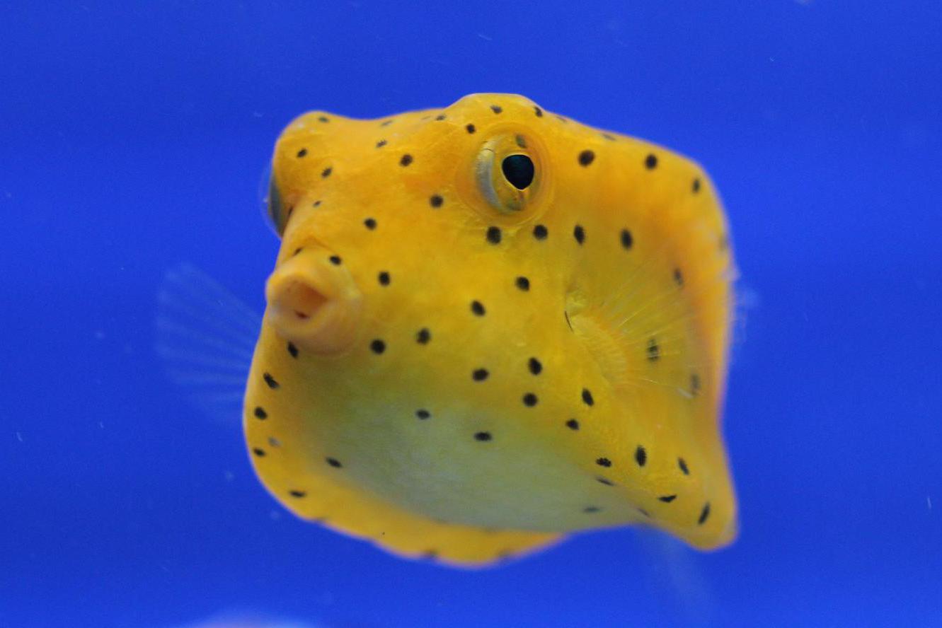 Mořské akvárium Pepinův útes