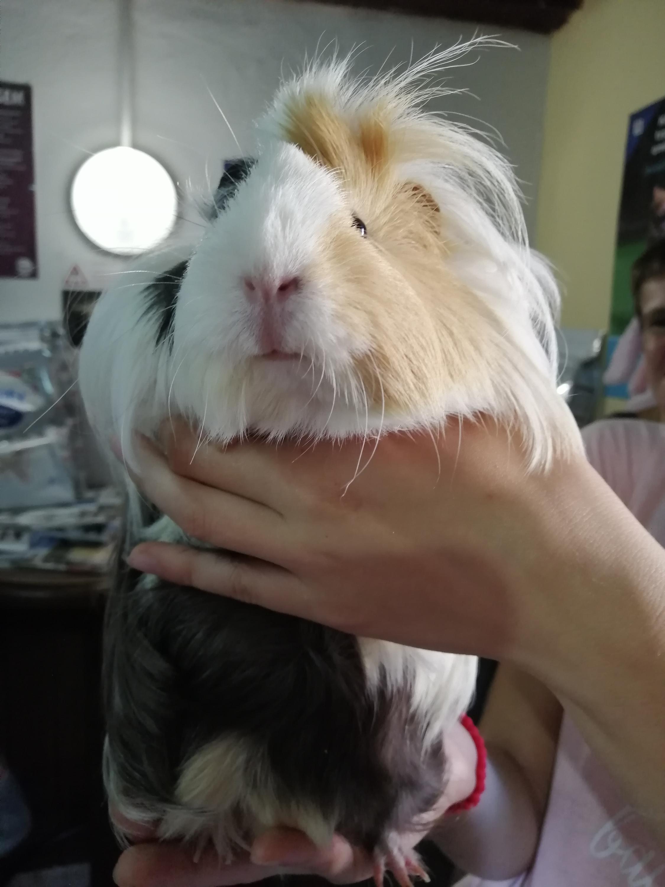 Veterinární ordinace MVDr. Maxim Bojko foto 5