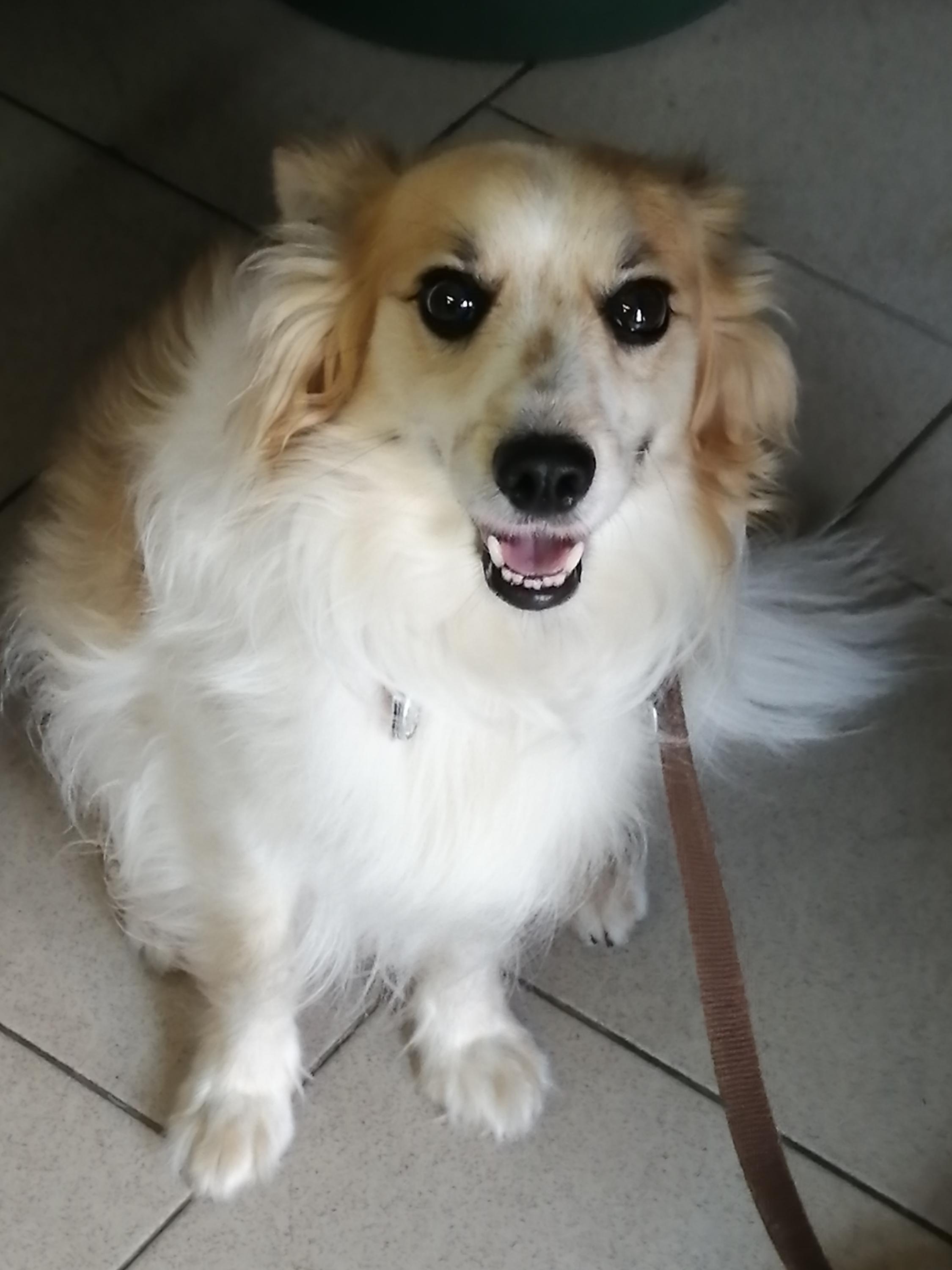 Veterinární ordinace MVDr. Maxim Bojko foto 6