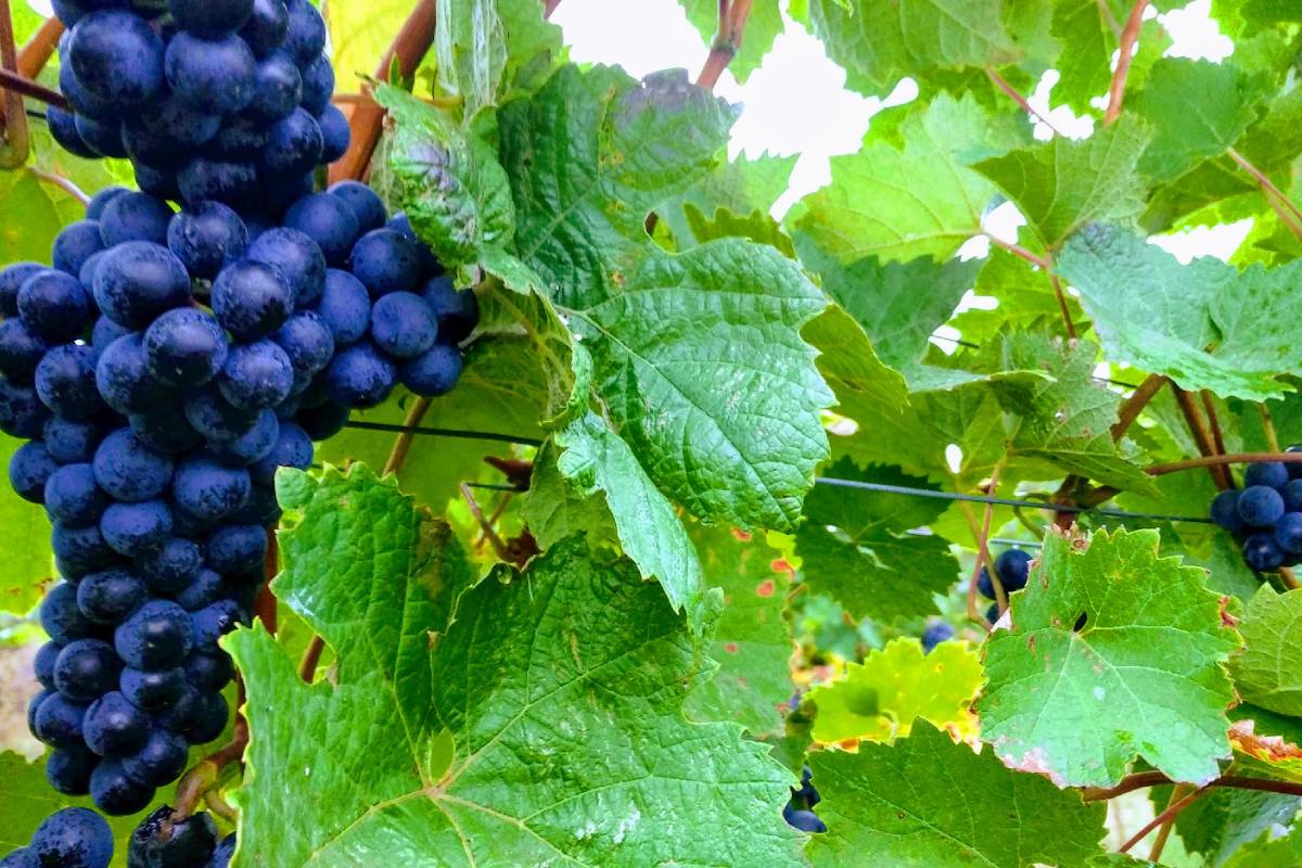 Vinařství Uřičář foto 1