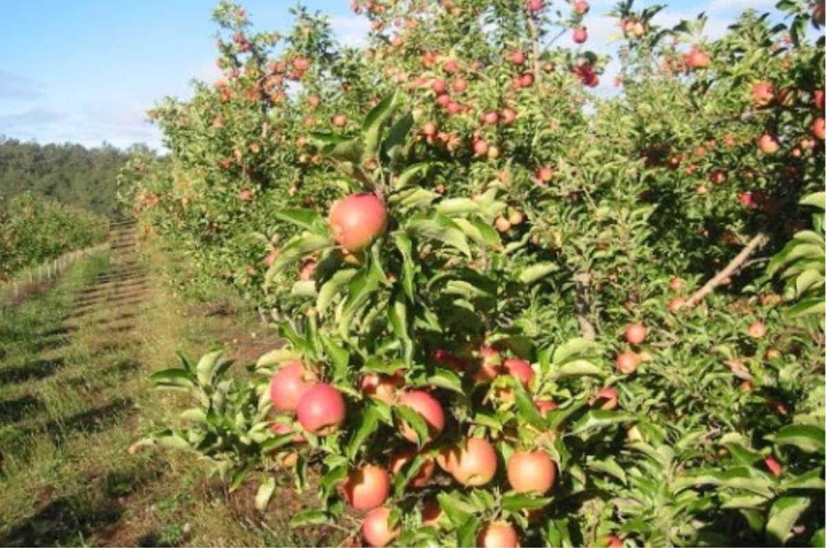 Sady Svinčany - Ing. Jaroslav Nevole