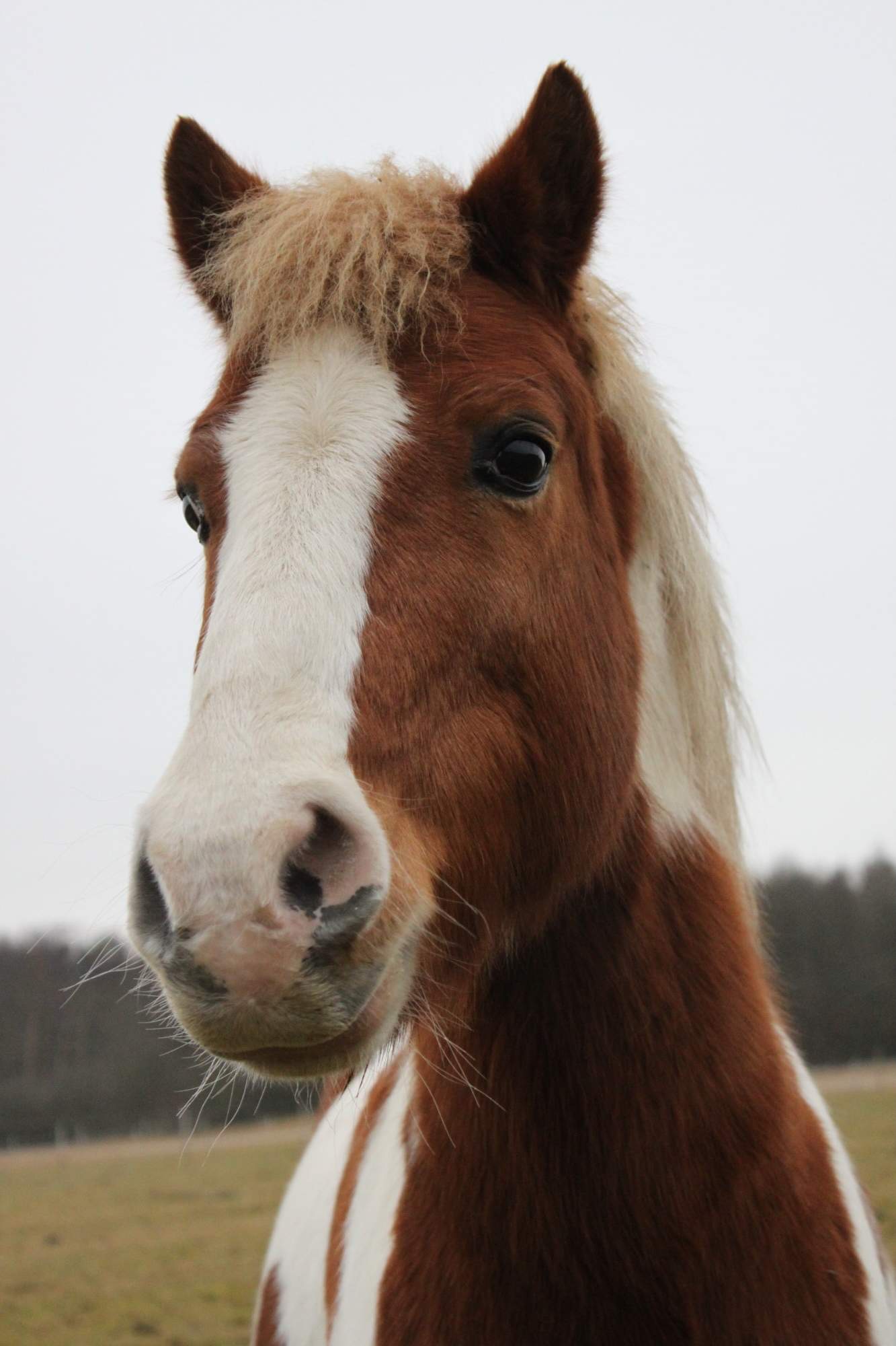 Jezdecký areál Míšánek z.s. foto 5